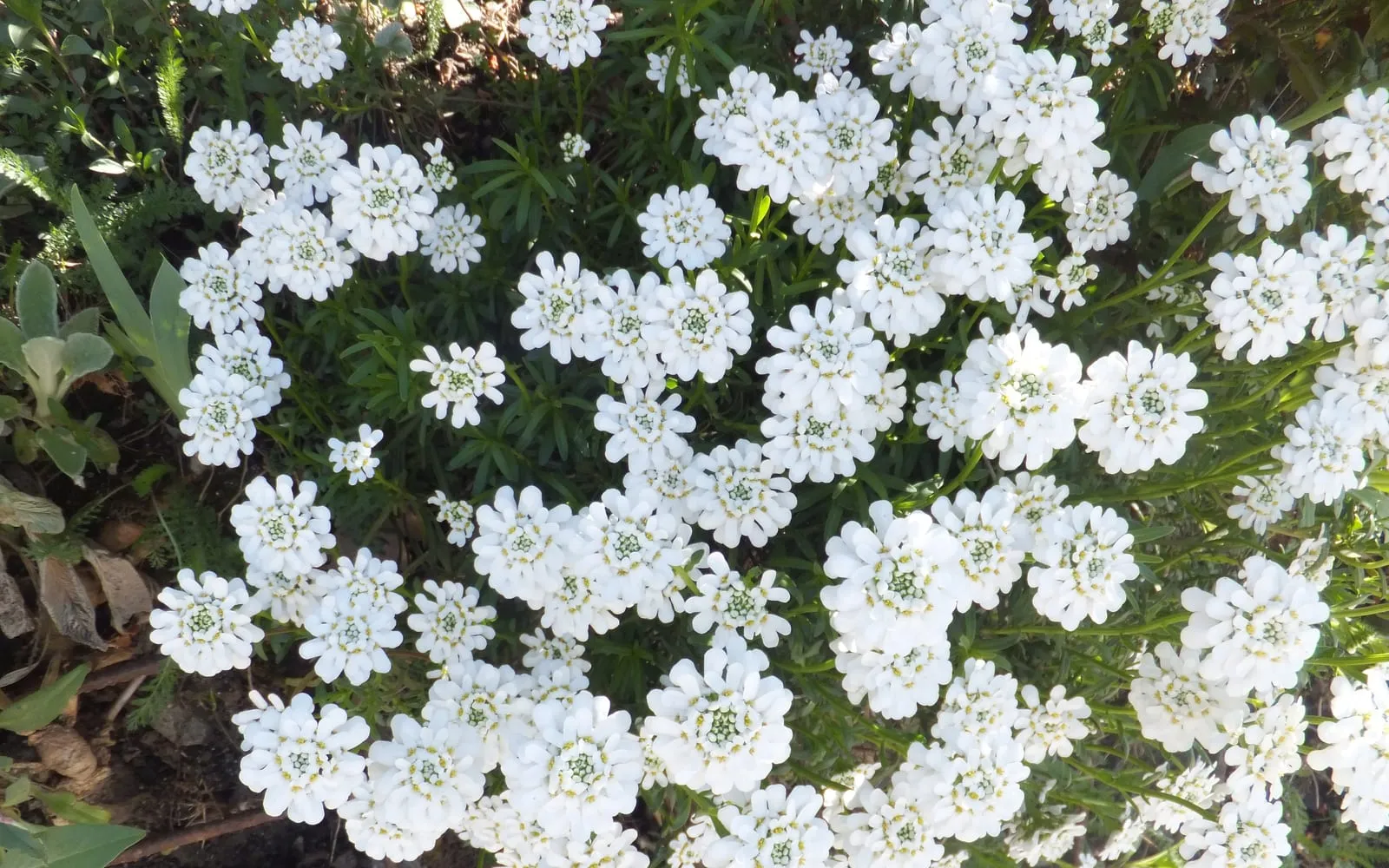 A mounding mat of perennial candytuft covered in dense, flattened clusters of small white flowers above narrow dark green leaves.
