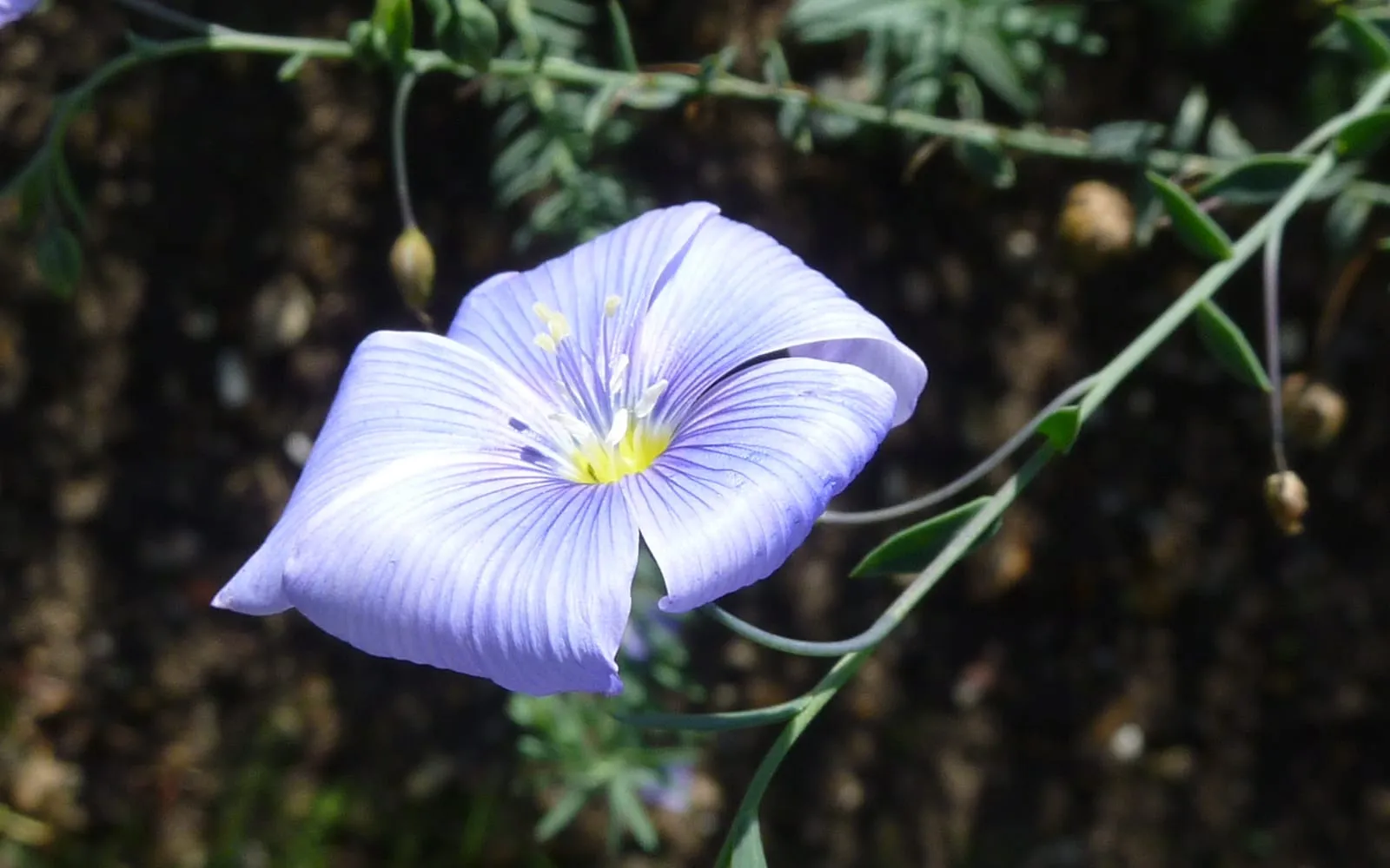 A single pale blue perennial flax flower on a fine arching stem