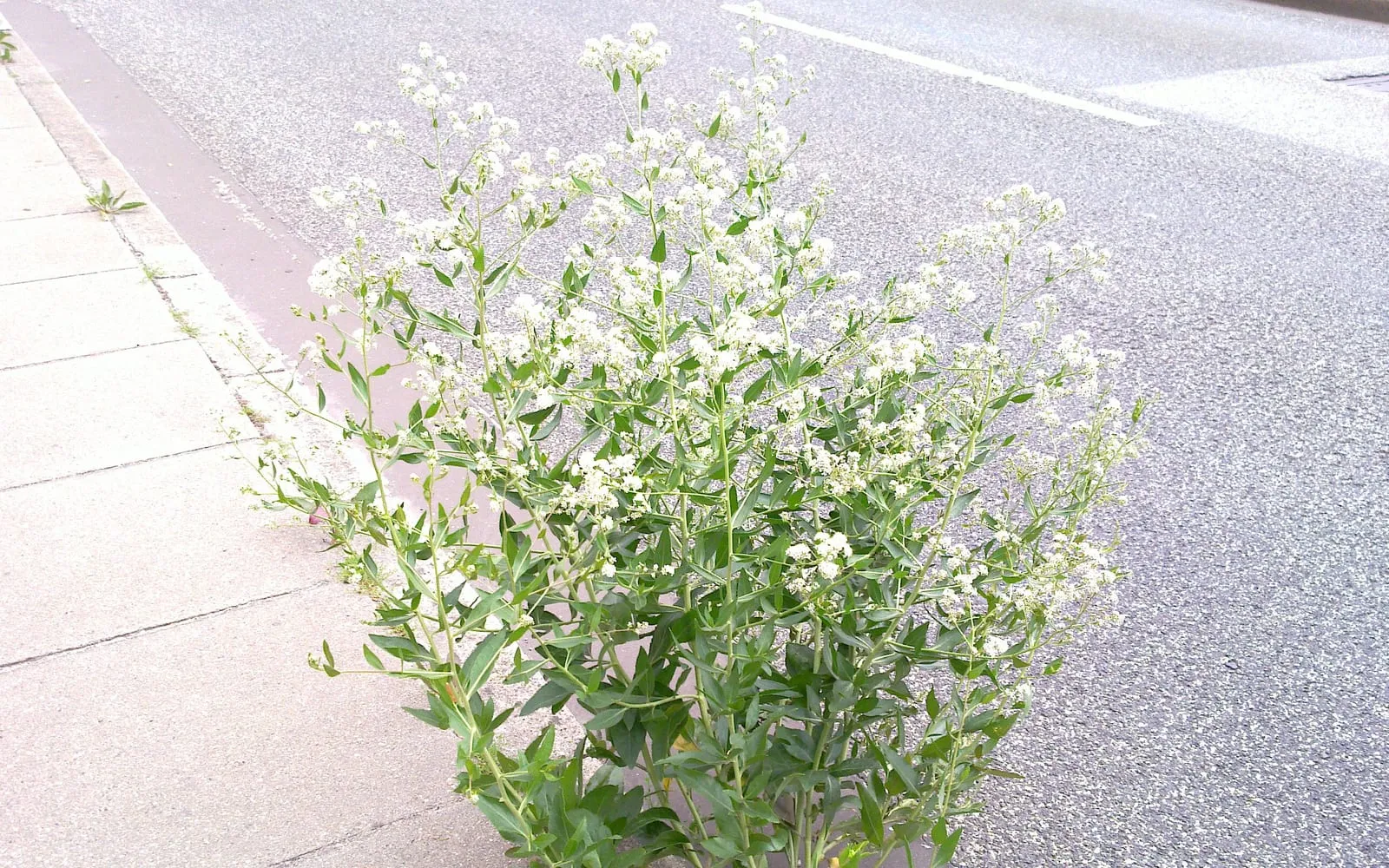 A perennial pepperweed plant in dense white flower growing at the edge of a pavement