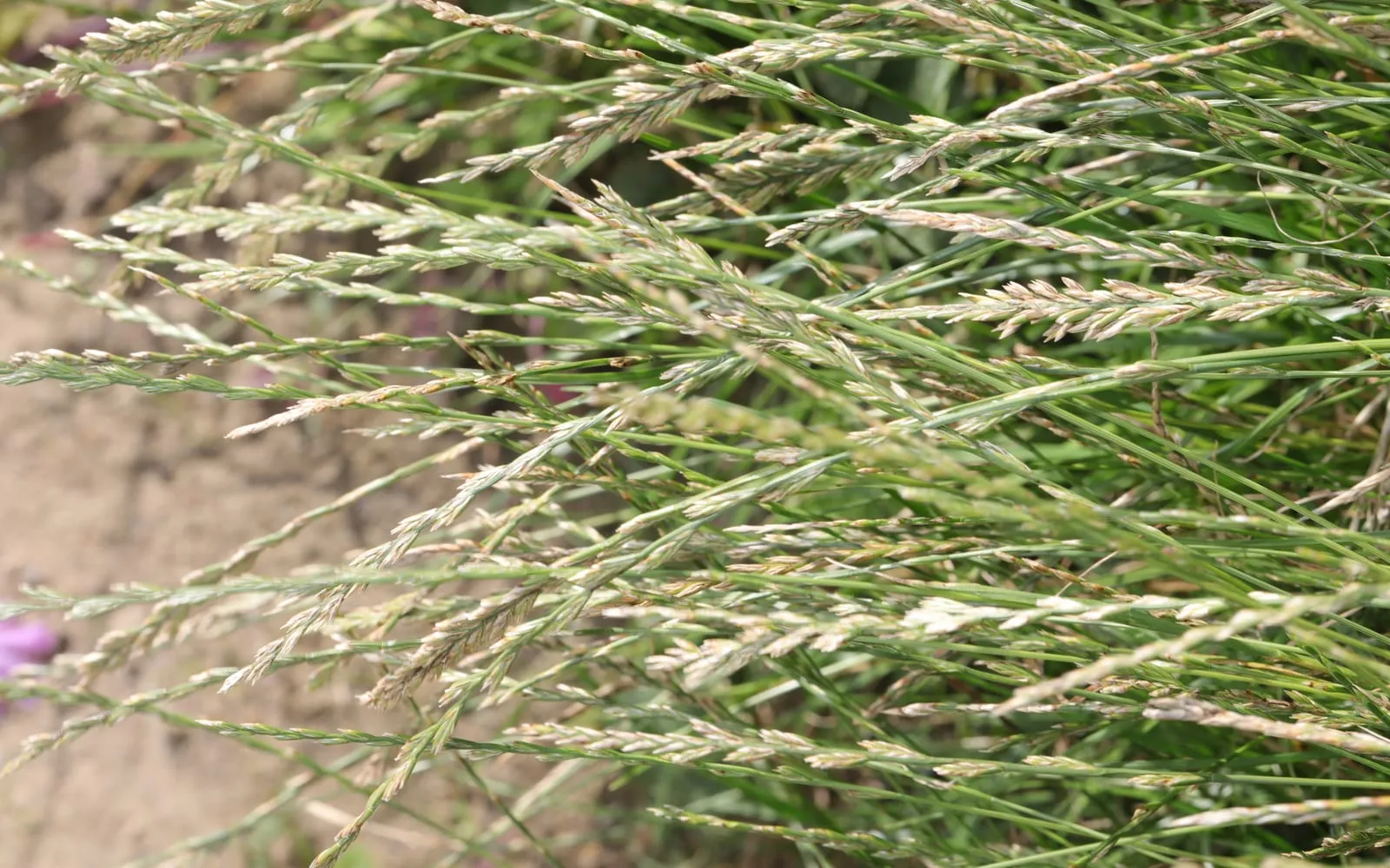 Perennial ryegrass in flower, with flattened spikelets set edge-on in two ranks along each stem