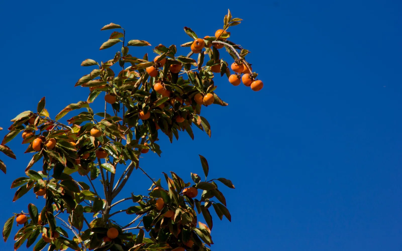 Orange persimmon fruit on the branch against a deep blue sky