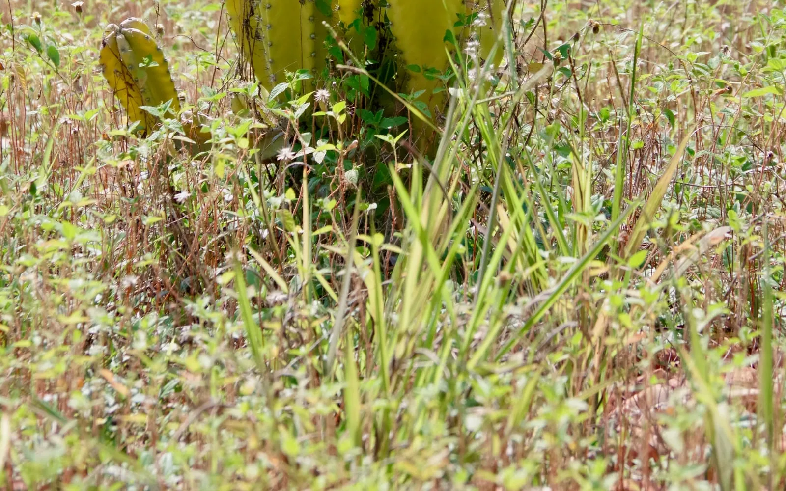 A clump of tall, ribbed, blue-green Peruvian apple cactus stems rising from a grassy field