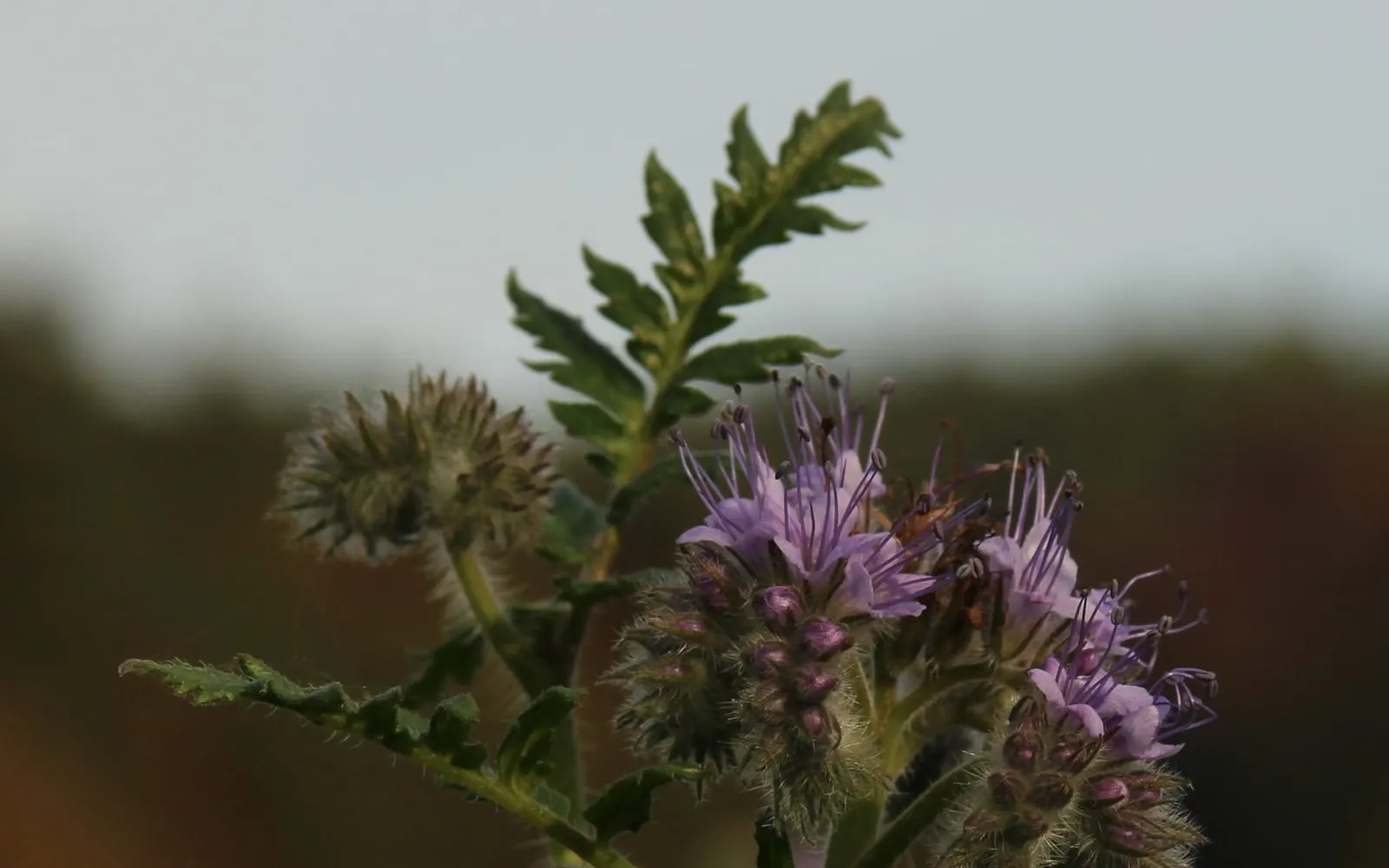 Coiled clusters of small lilac-blue phacelia flowers with protruding stamens