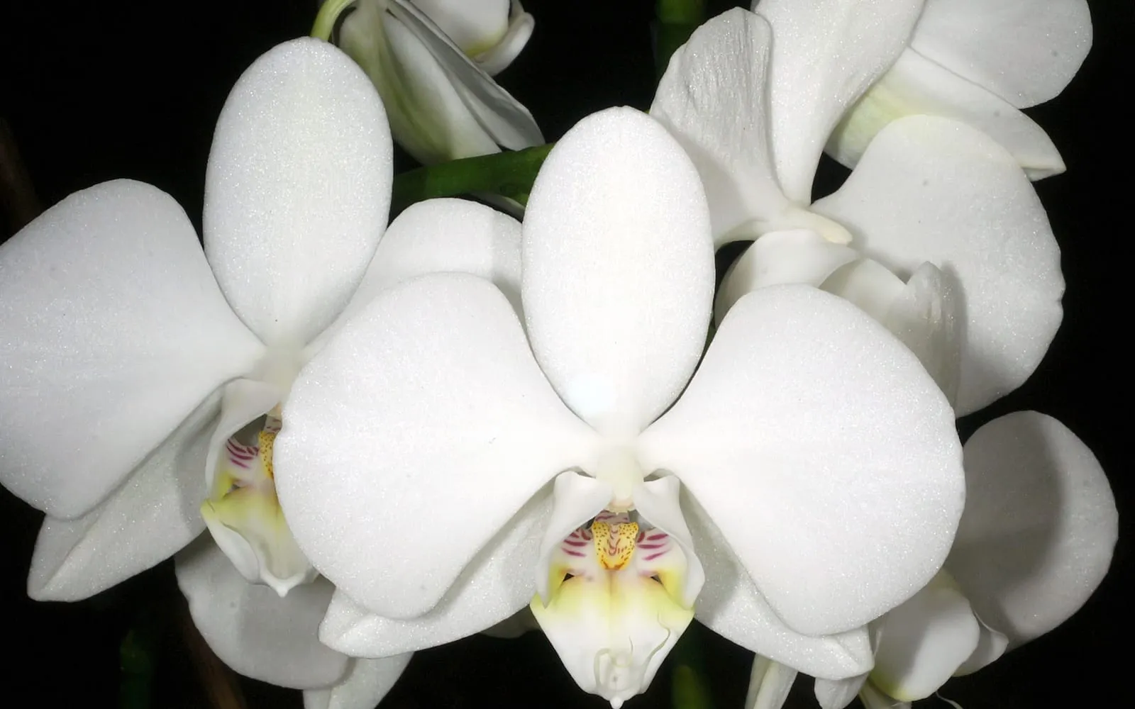 White moth orchid flowers arching on a slender spike