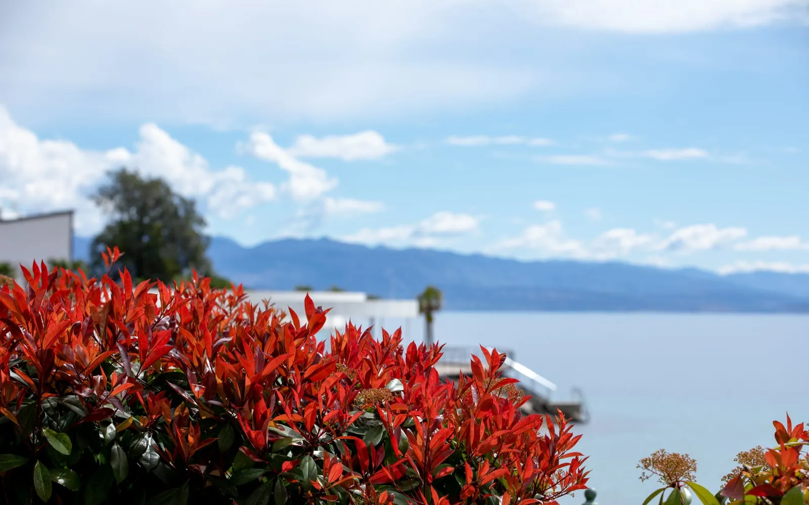 The top of a photinia hedge covered in brilliant scarlet new leaves above the older dark green foliage, beside a lake