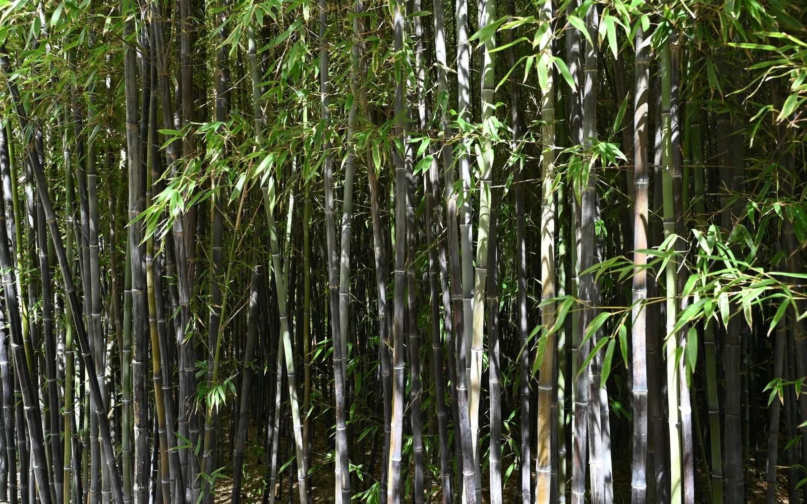 A dense stand of black bamboo canes with green foliage catching sunlight between them