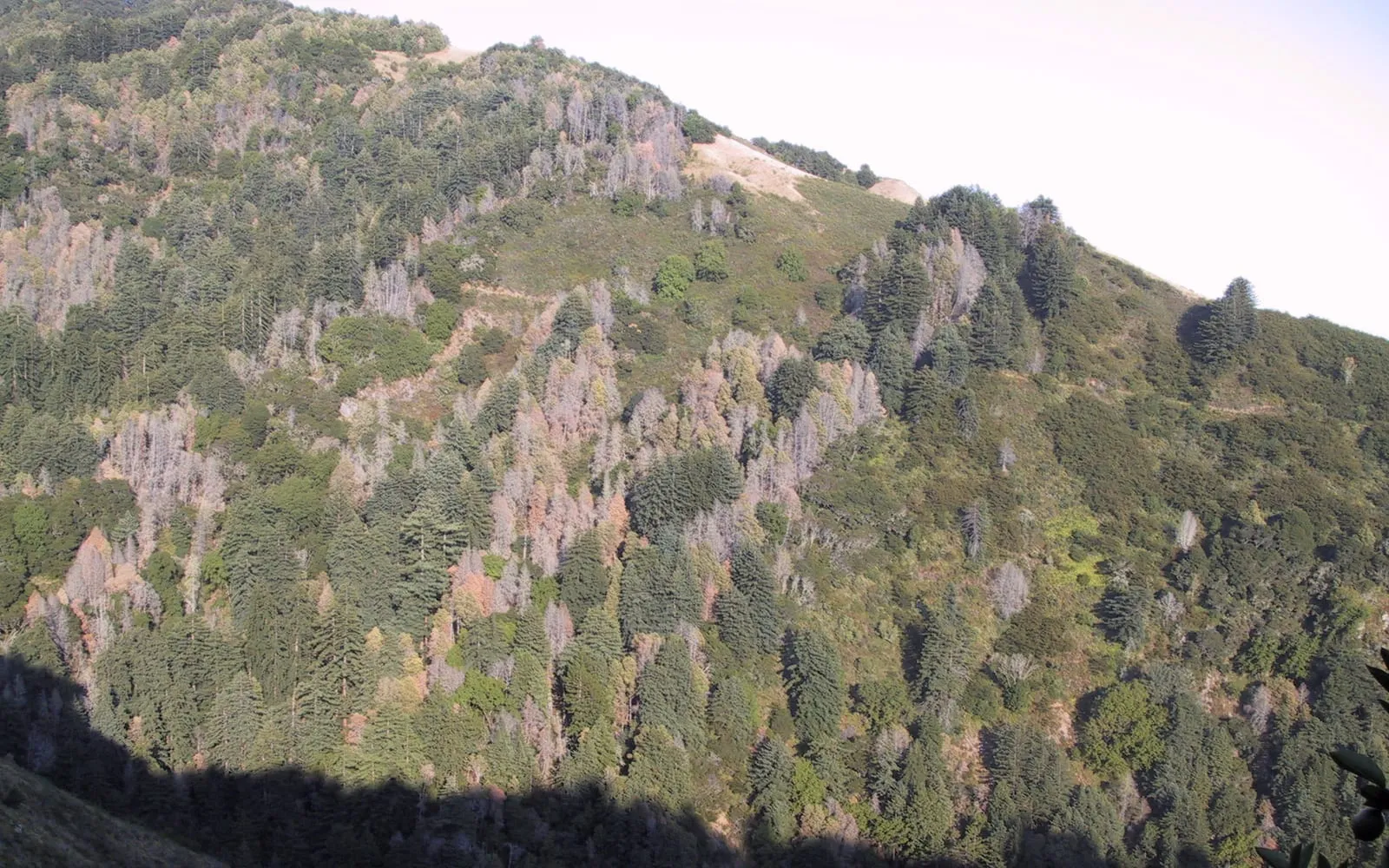 A Californian hillside of mixed forest with many grey dead and rust-brown dying trees scattered through the green canopy