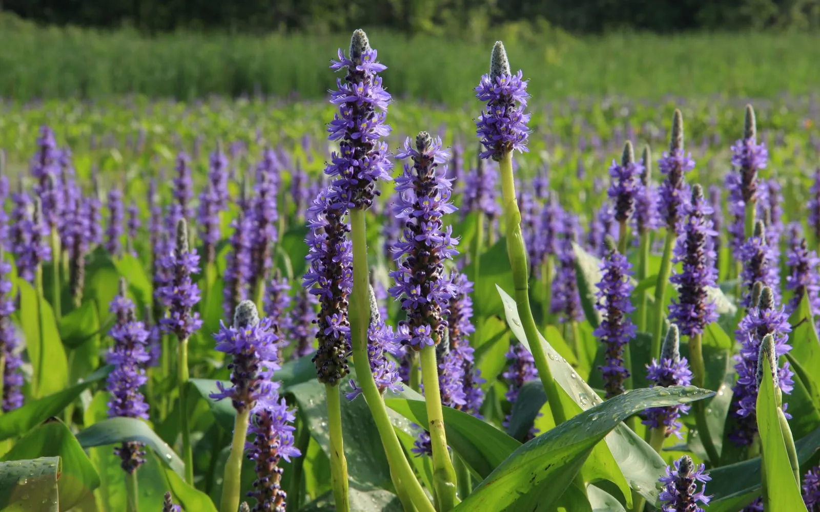 Spikes of violet-blue pickerelweed flowers rising above glossy heart-shaped leaves in a marginal planting