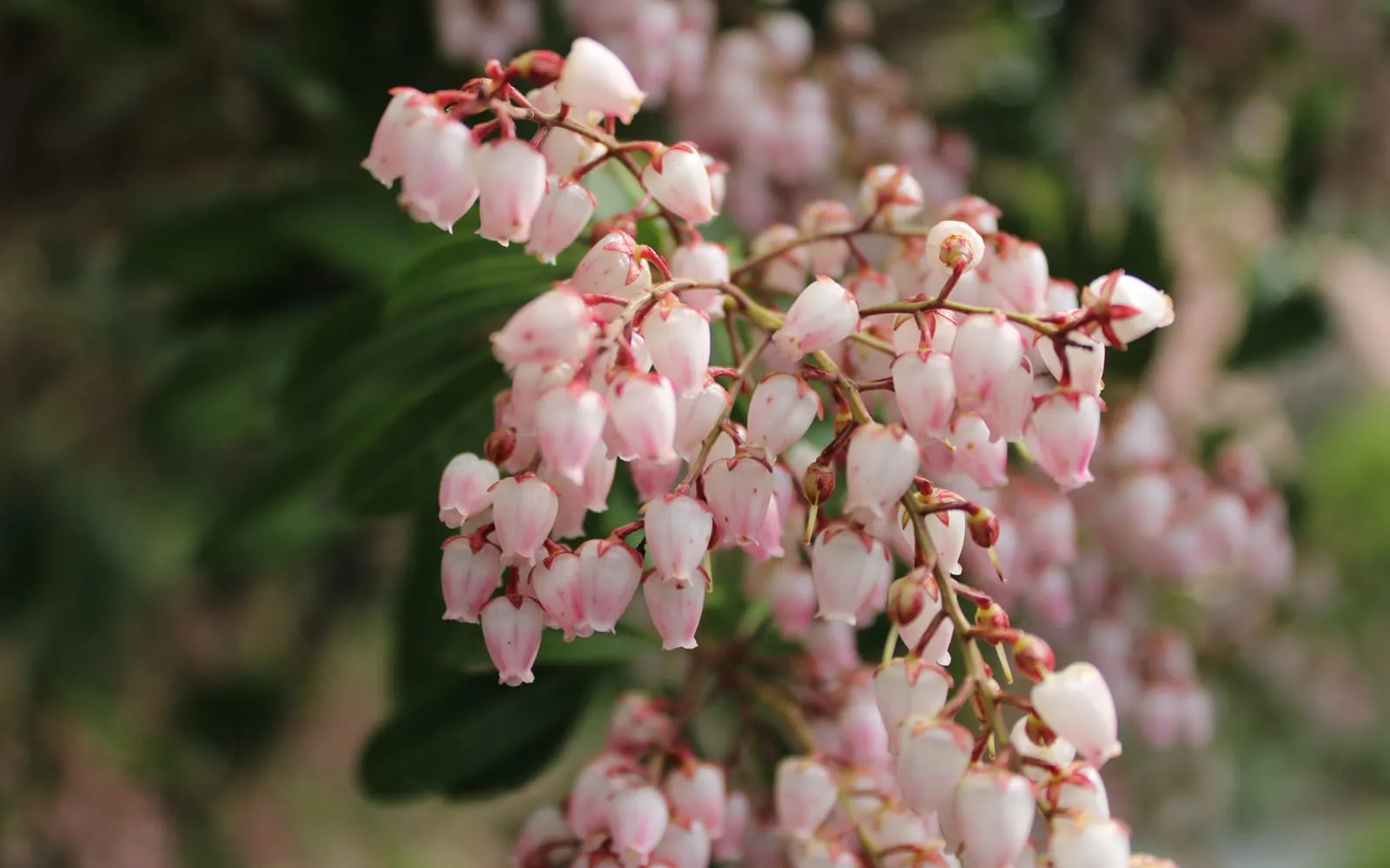 Drooping sprays of pink and white urn-shaped pieris flowers on reddish stalks
