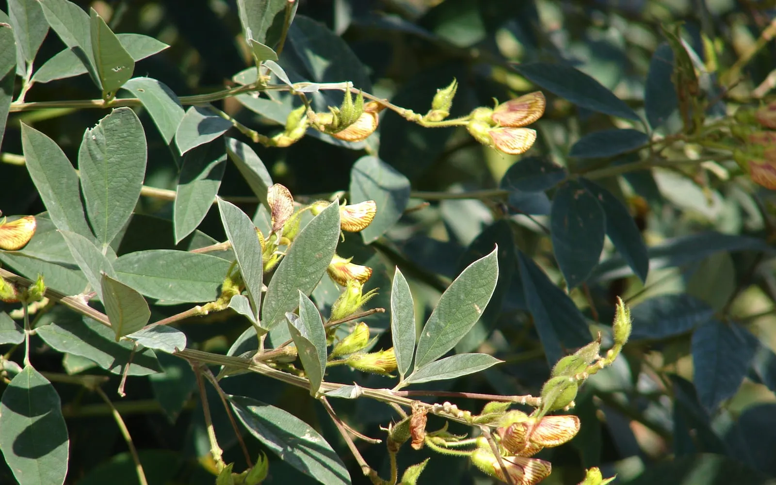 A pigeon pea shrub with narrow silvery leaflets, yellow flowers and forming pods