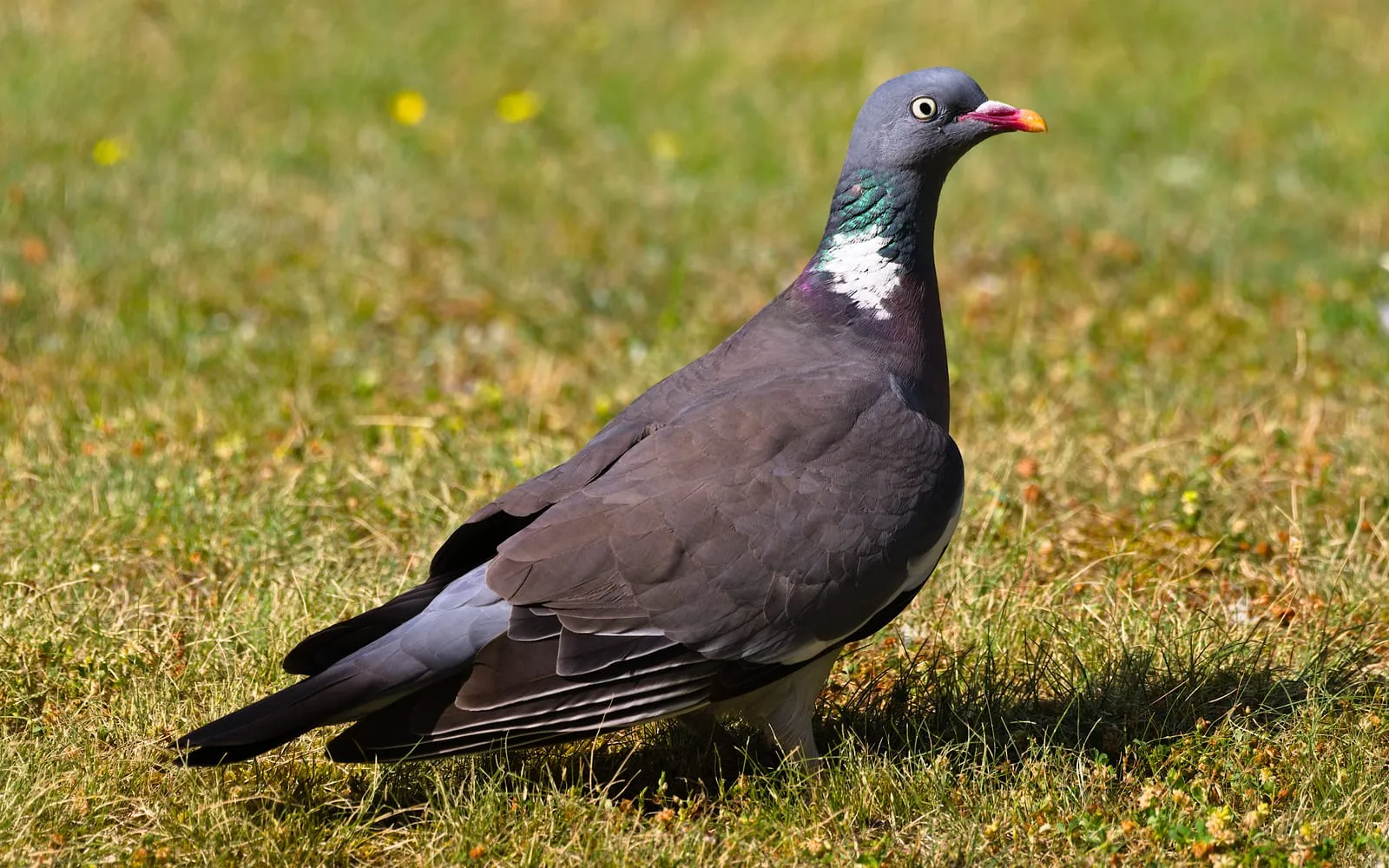 A wood pigeon standing on short grass, grey with a white patch on the side of the neck and a pink and orange bill