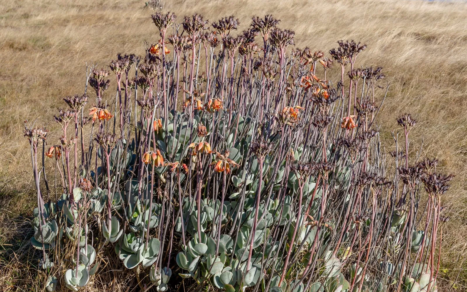A large pig's ear shrub with grey, paddle-shaped leaves and tall orange flower spikes