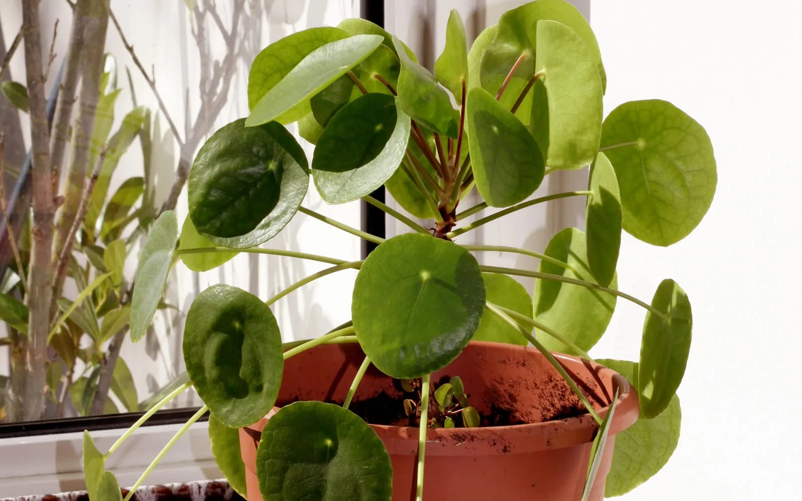 A Chinese money plant with round flat green leaves held on long upright stalks