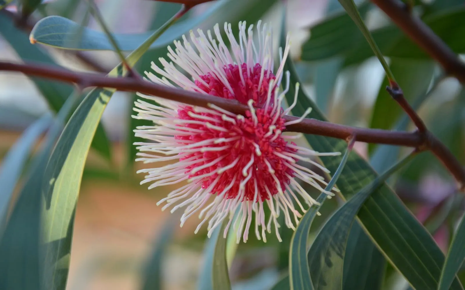 A pink and cream pincushion hakea flower with long curling styles among grey-green leaves