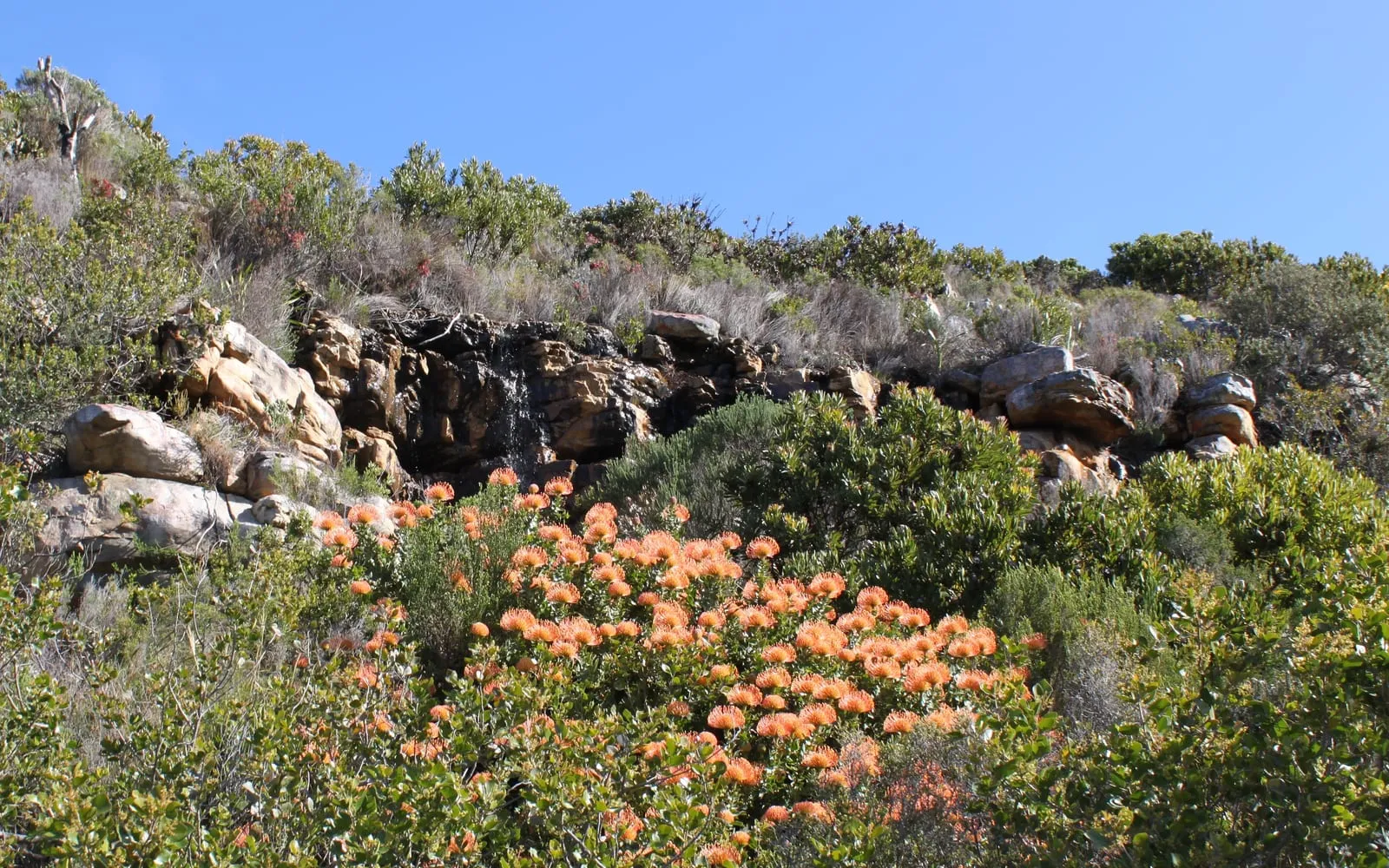 Orange pincushion protea flowers massed across a fynbos hillside