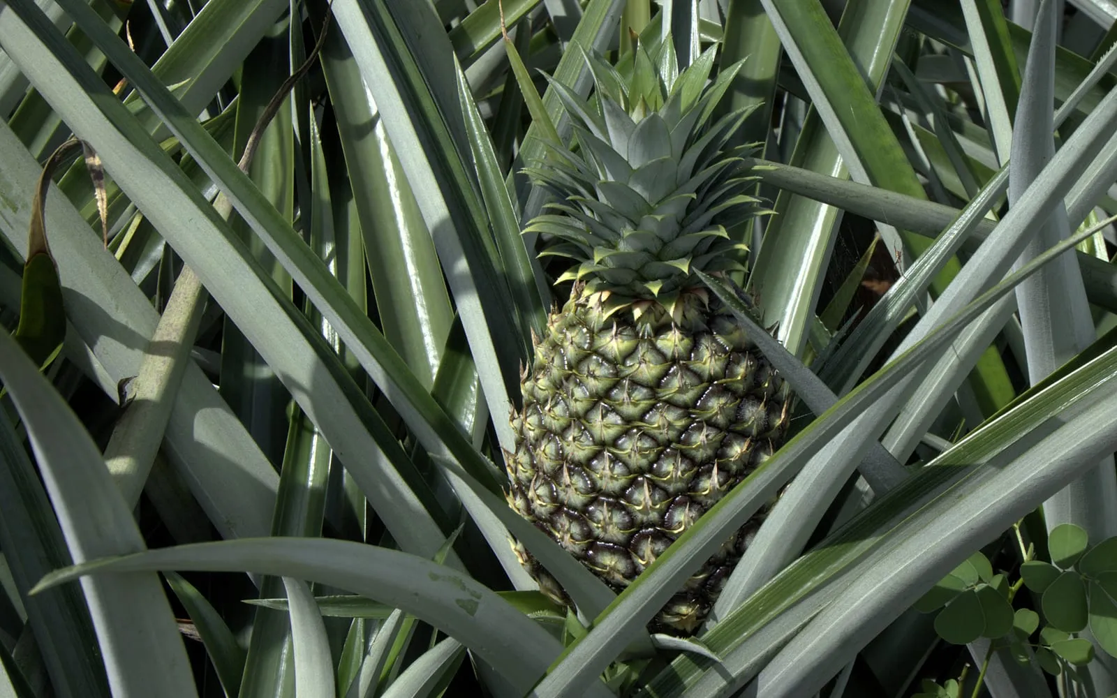 A ripening pineapple sitting in the centre of its rosette of spined leaves