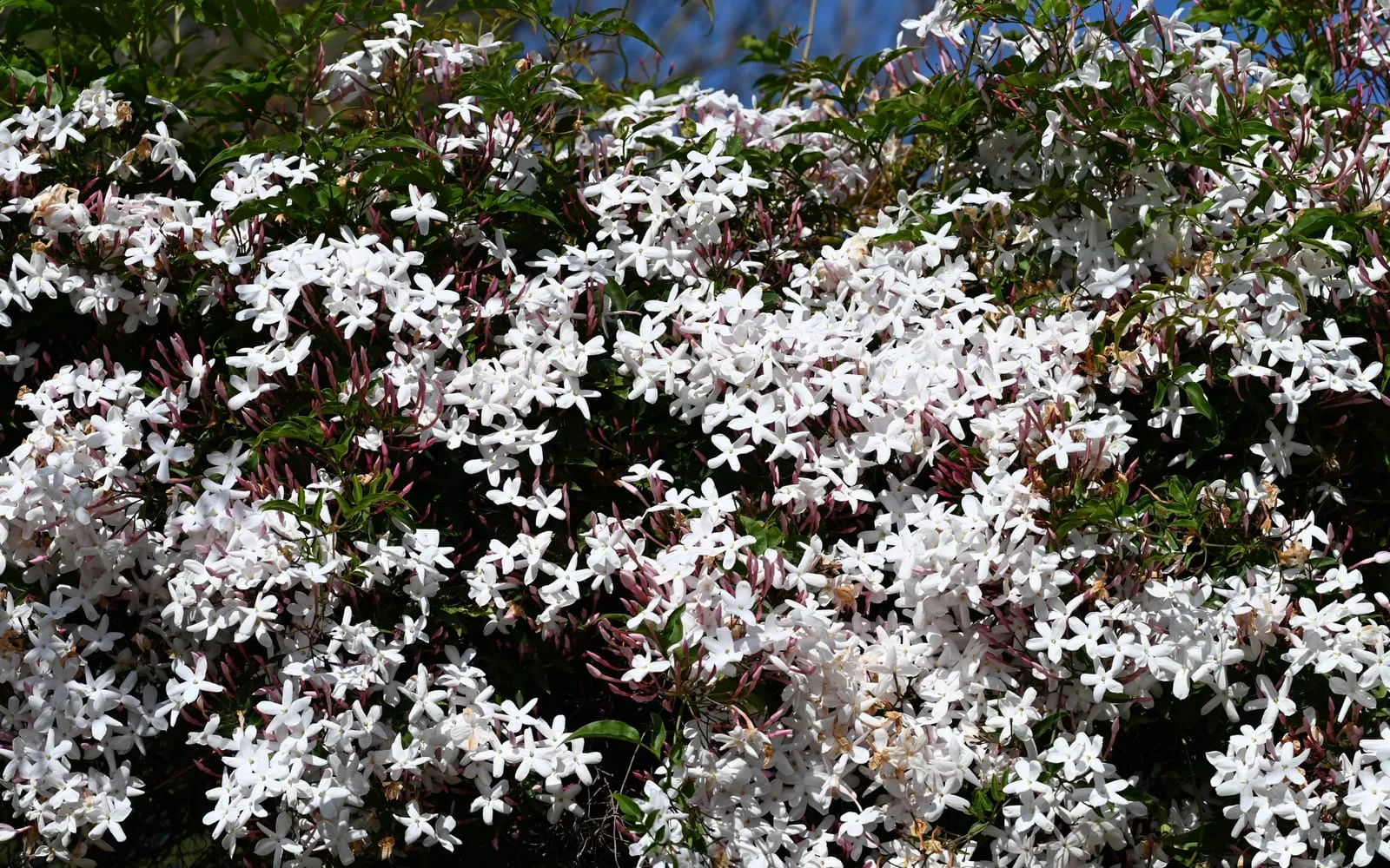 A pink jasmine vine smothered in small white flowers opening from pink buds