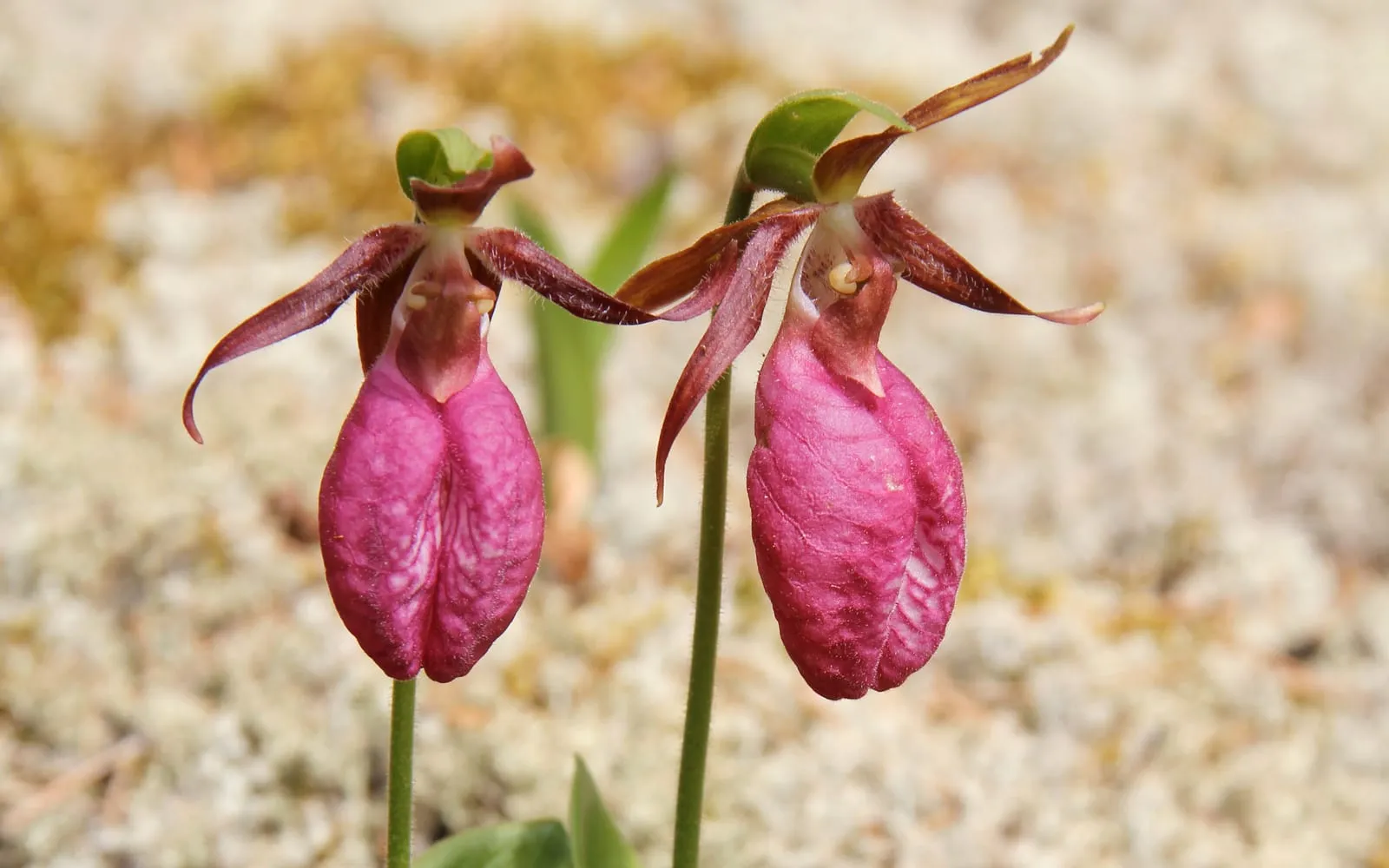 Two pink lady's slipper flowers with inflated pink pouches and twisted maroon-brown petals, growing wild among pale lichen-covered ground