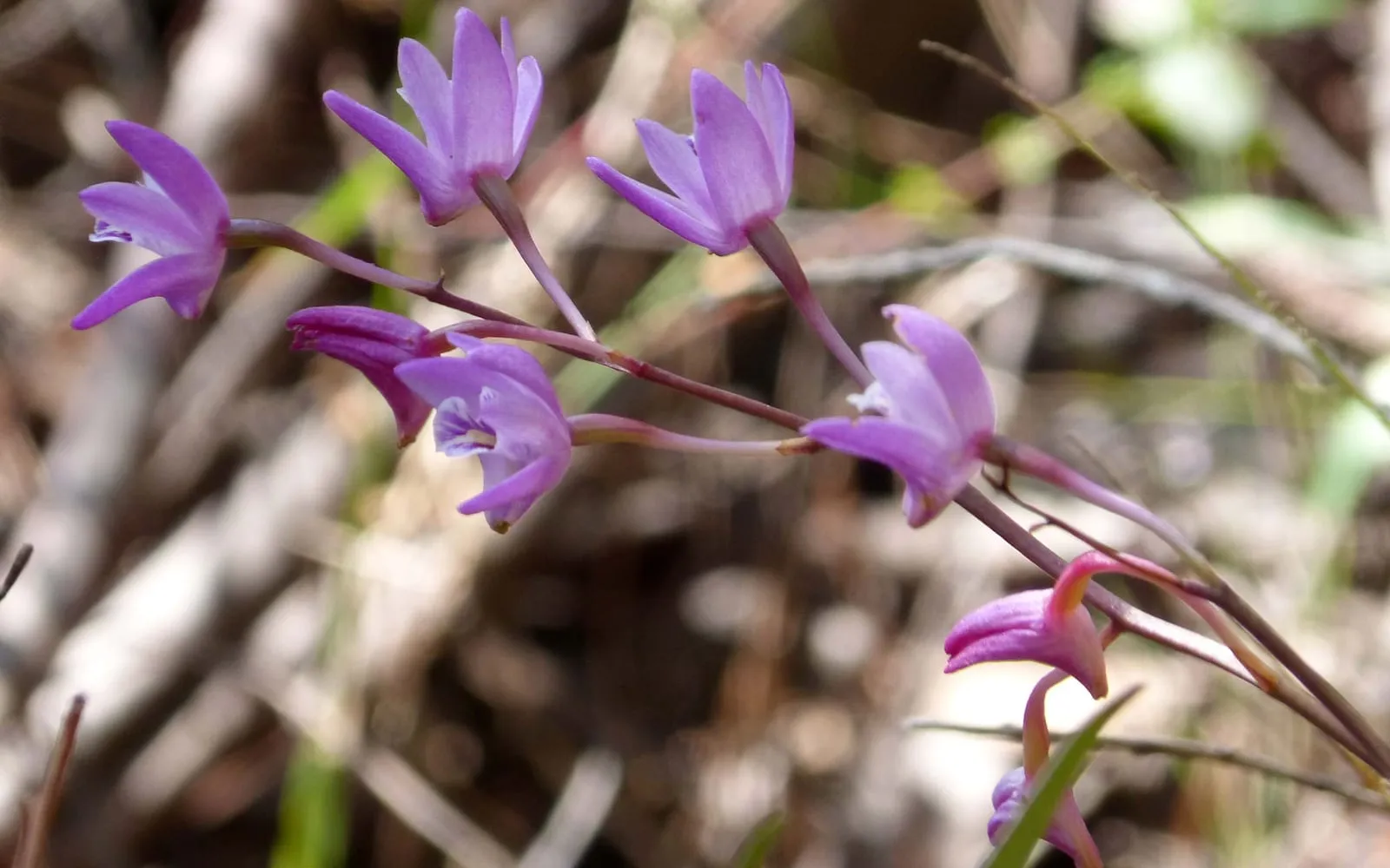 Clustered star-shaped purple-pink pink rock orchid flowers on slender canes