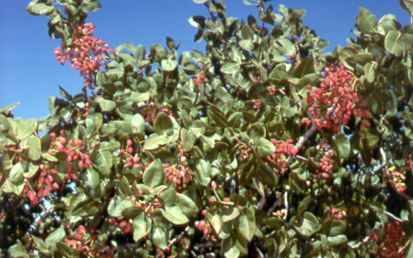 Clusters of pink-red pistachio fruit among grey-green leaves against a blue sky