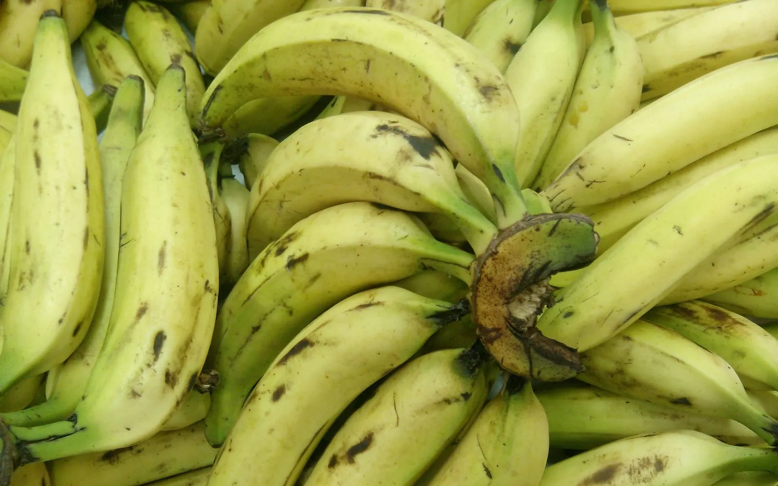 A heap of plantains showing the angular ridged fingers and thick skin