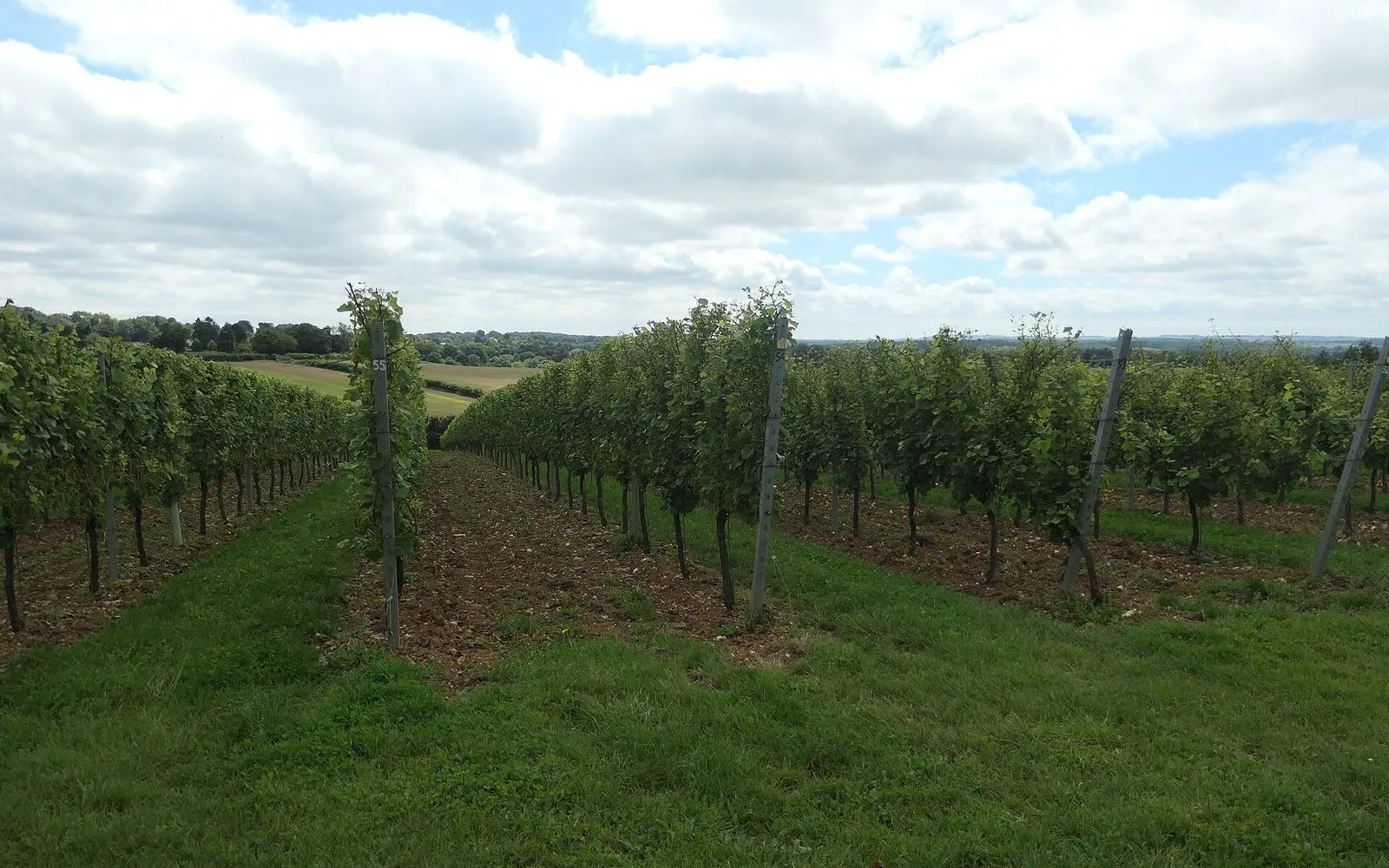 Rows of grape vines in an English vineyard under a cloudy sky, open countryside beyond