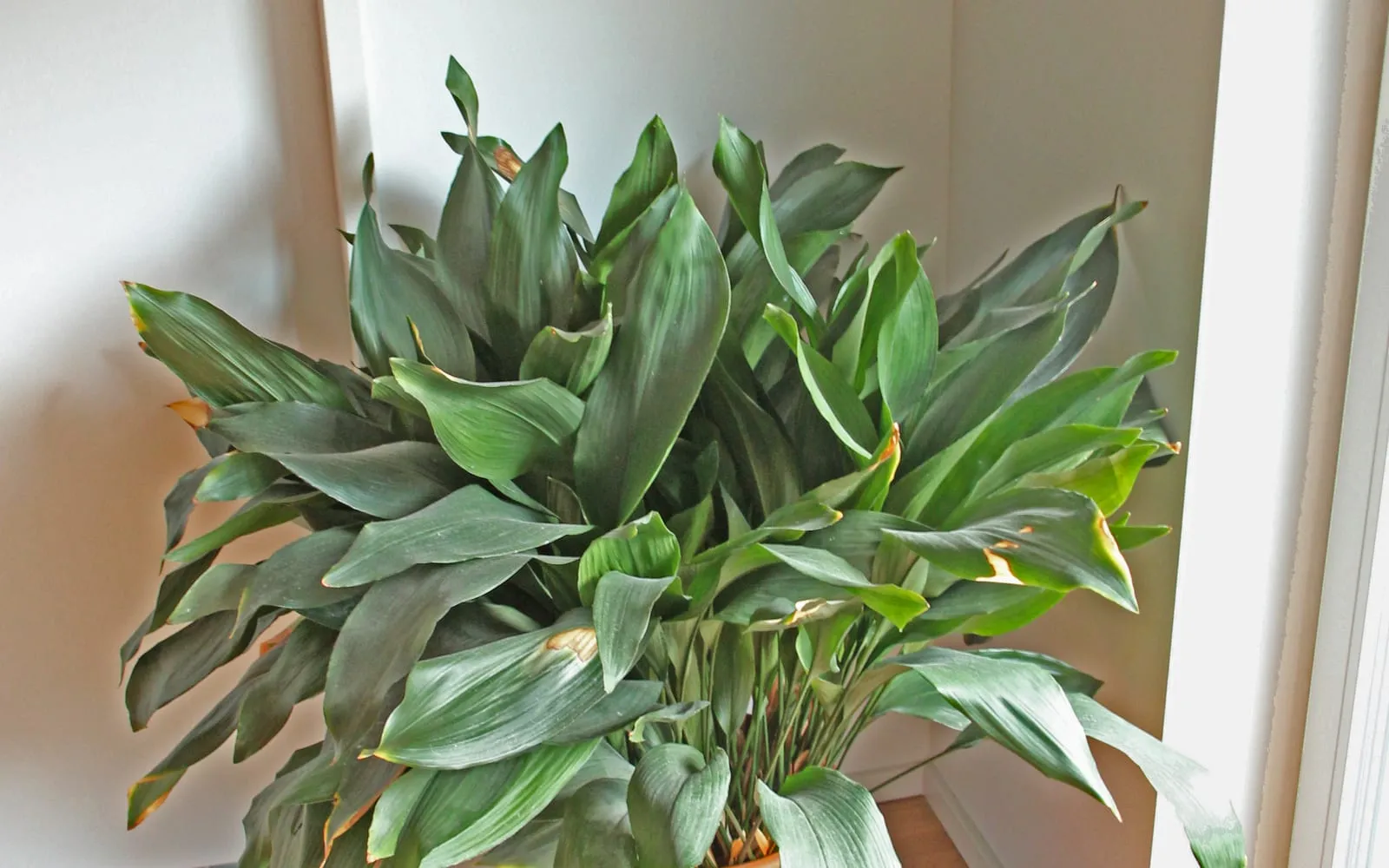 A large cast iron plant with arching dark green strap leaves standing in the corner of a room beside a window reveal