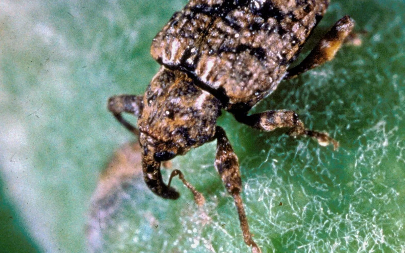 Close-up of a small mottled brown and grey weevil on a downy green fruit surface, its snout curved down and its wing cases raised into rough humps