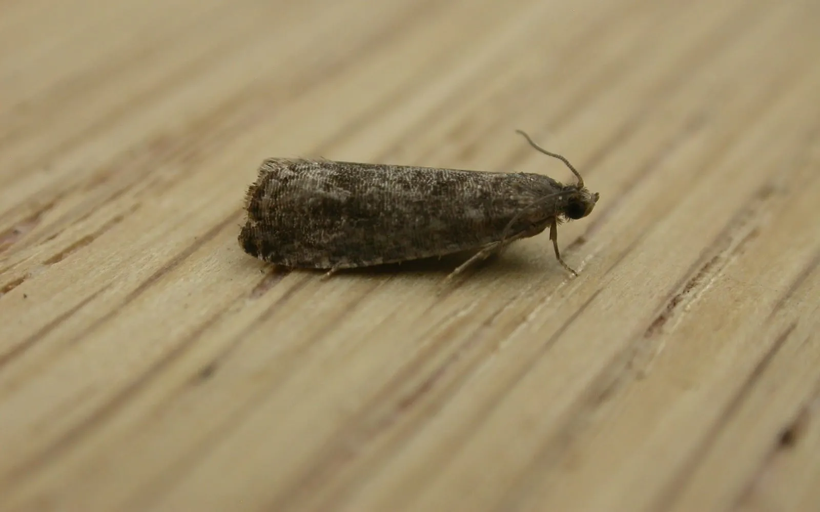 A small dull grey-brown moth resting on pale wood, its wings folded flat along its body