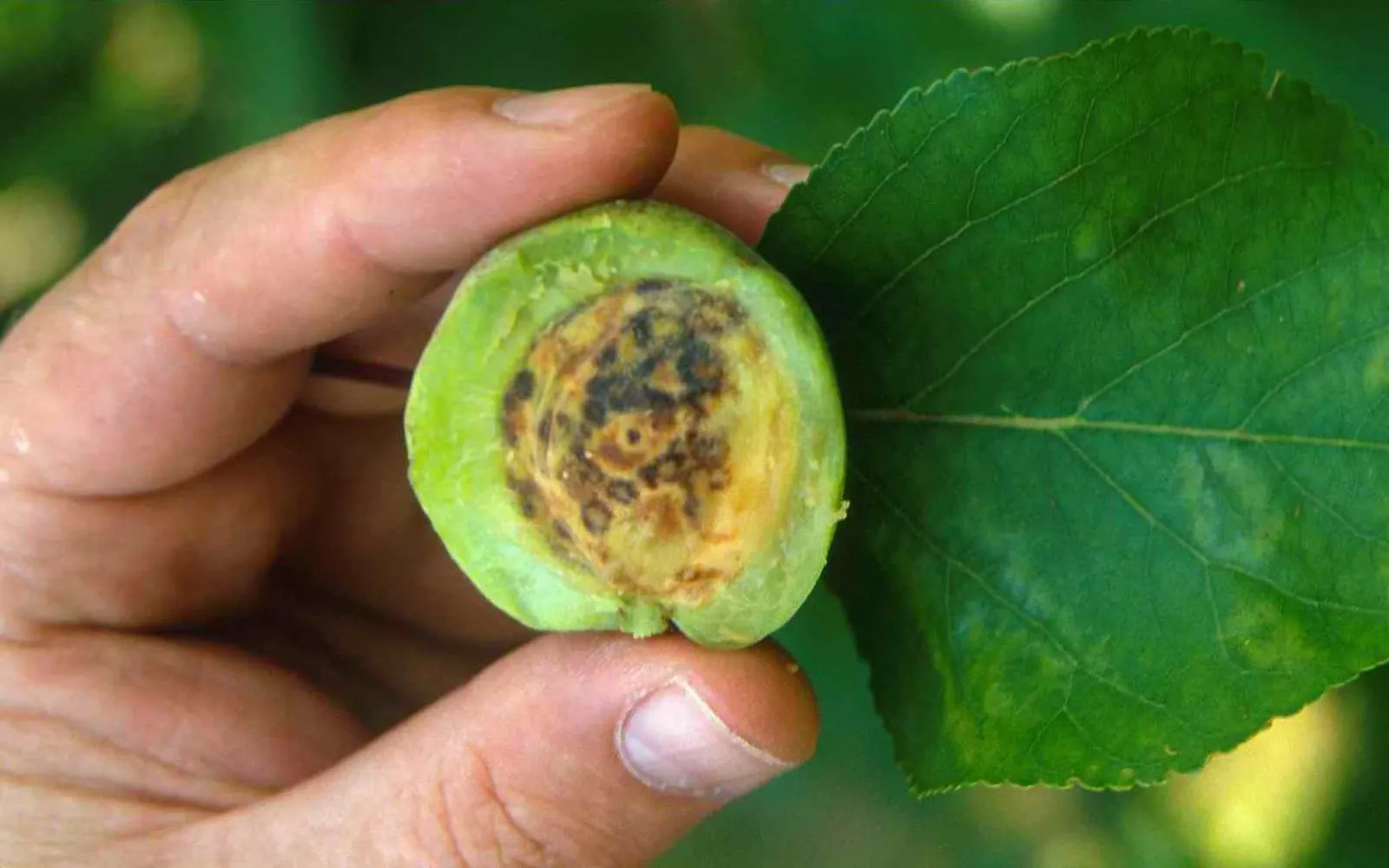 A hand holding an apricot cut in half, its flesh and stone stained with dark brown rings and blotches, beside a leaf marked with faint pale rings