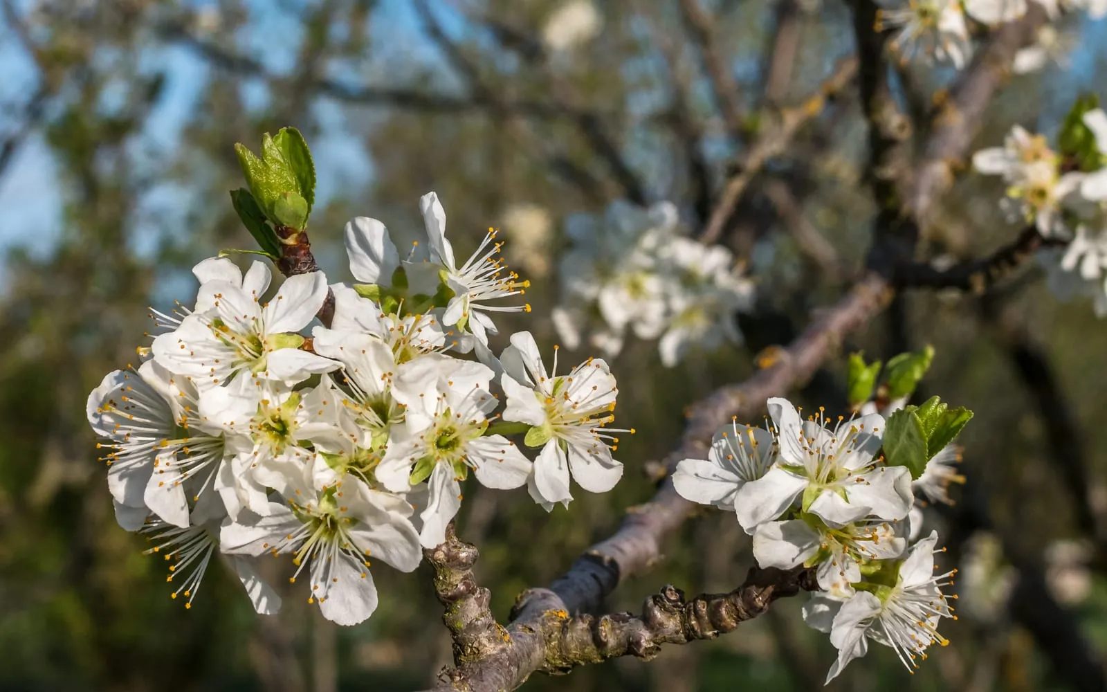 White plum blossom opening along a bare branch in spring, with the first green leaves emerging