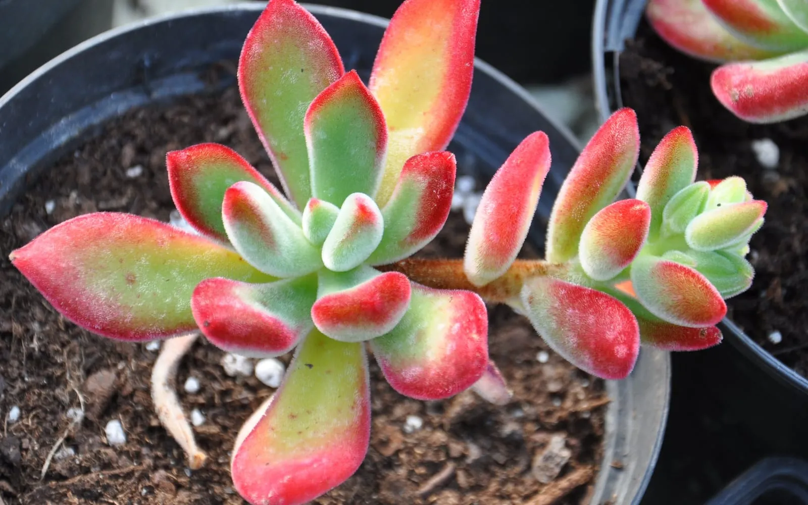 Plush plant rosettes with velvety, red-tipped leaves in a pot