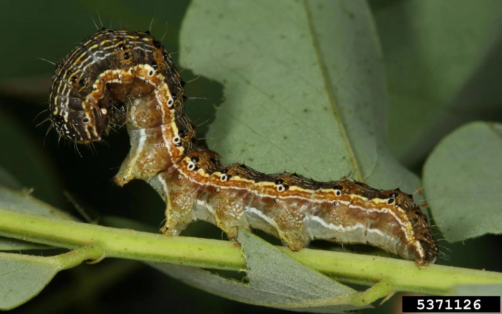 A brown caterpillar with pale stripes running the length of its body and stiff hairs on small dark bumps, reared up on a legume shoot