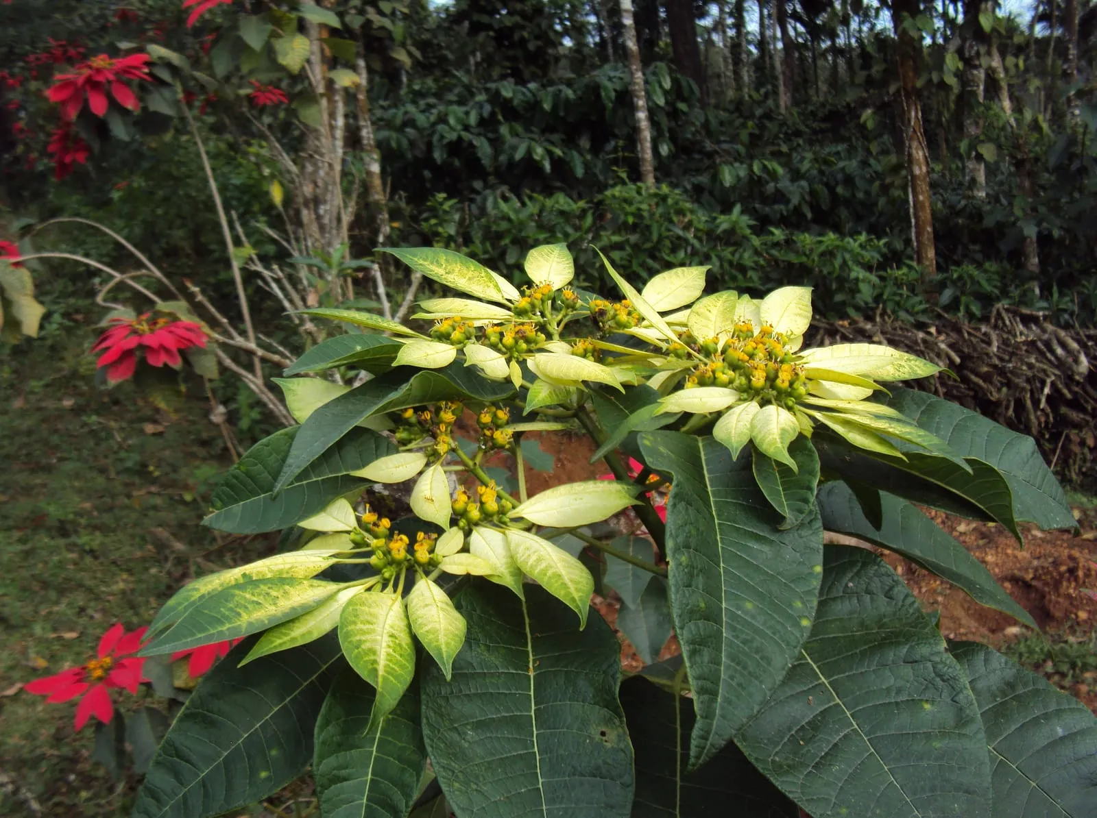 A poinsettia with broad scarlet bracts arranged around clusters of small yellow-green flowers at the centre