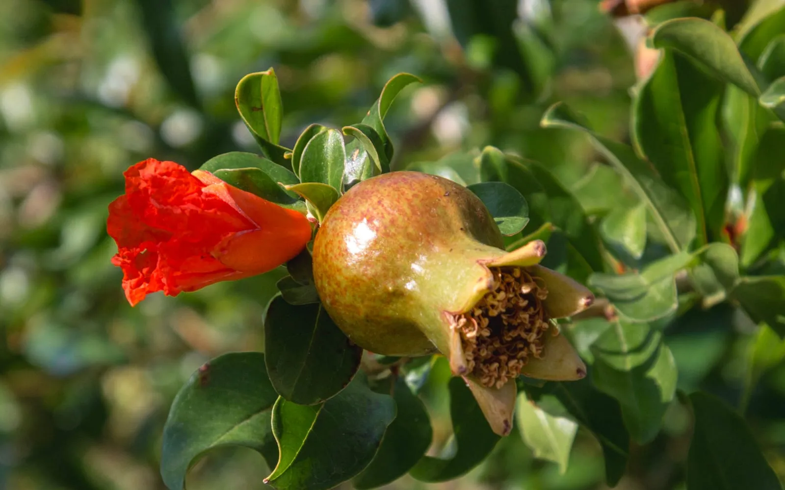 A scarlet pomegranate flower beside a developing fruit on the shrub