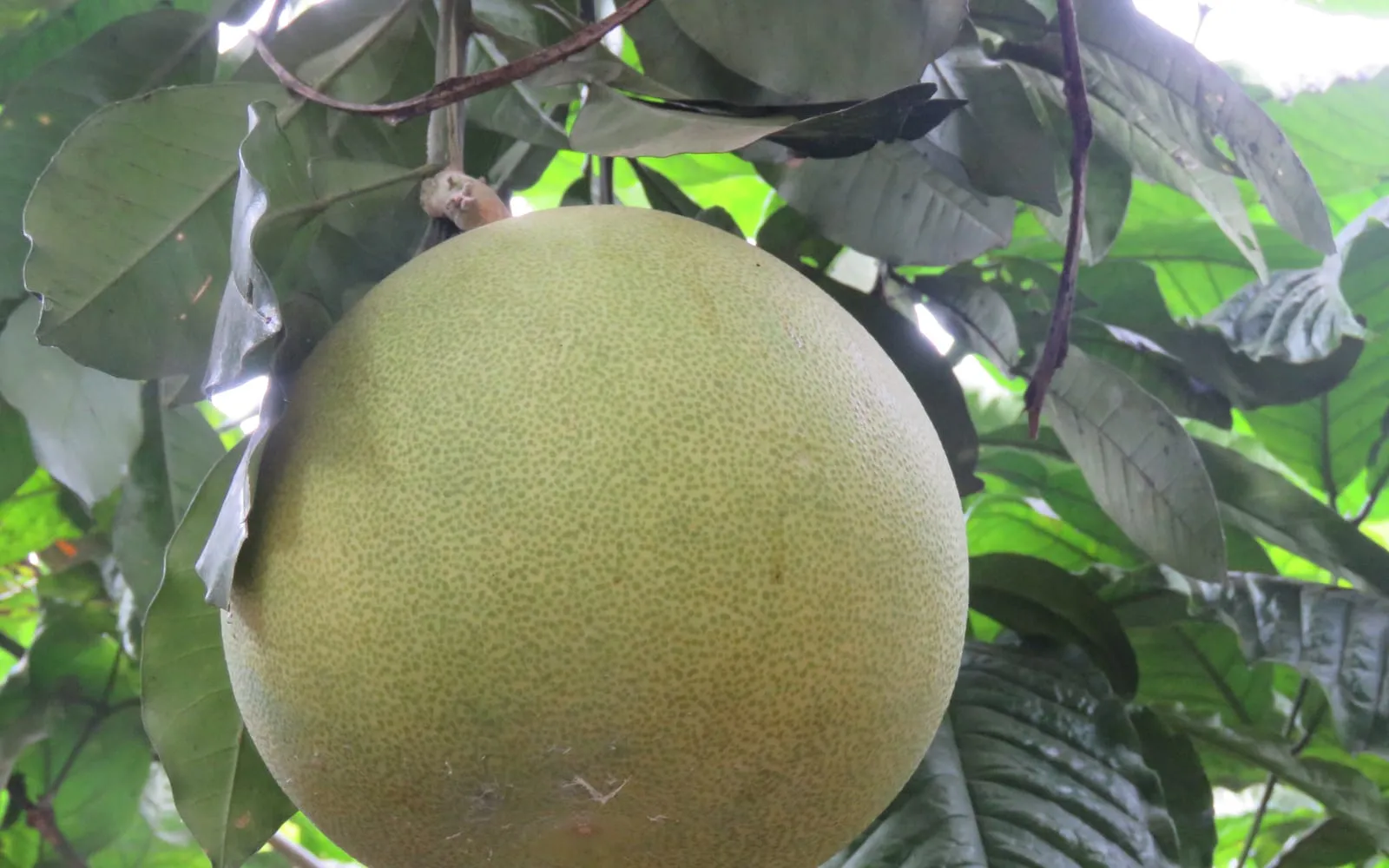 A large pomelo hanging on the tree among big leathery leaves