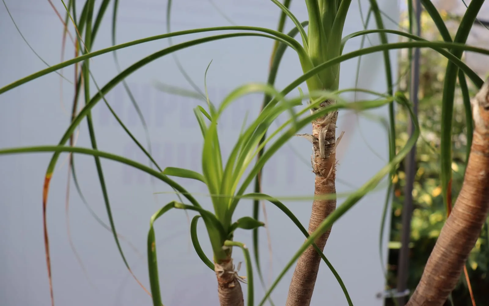 Ponytail palm rosettes of long arching strap leaves on thickened woody stems