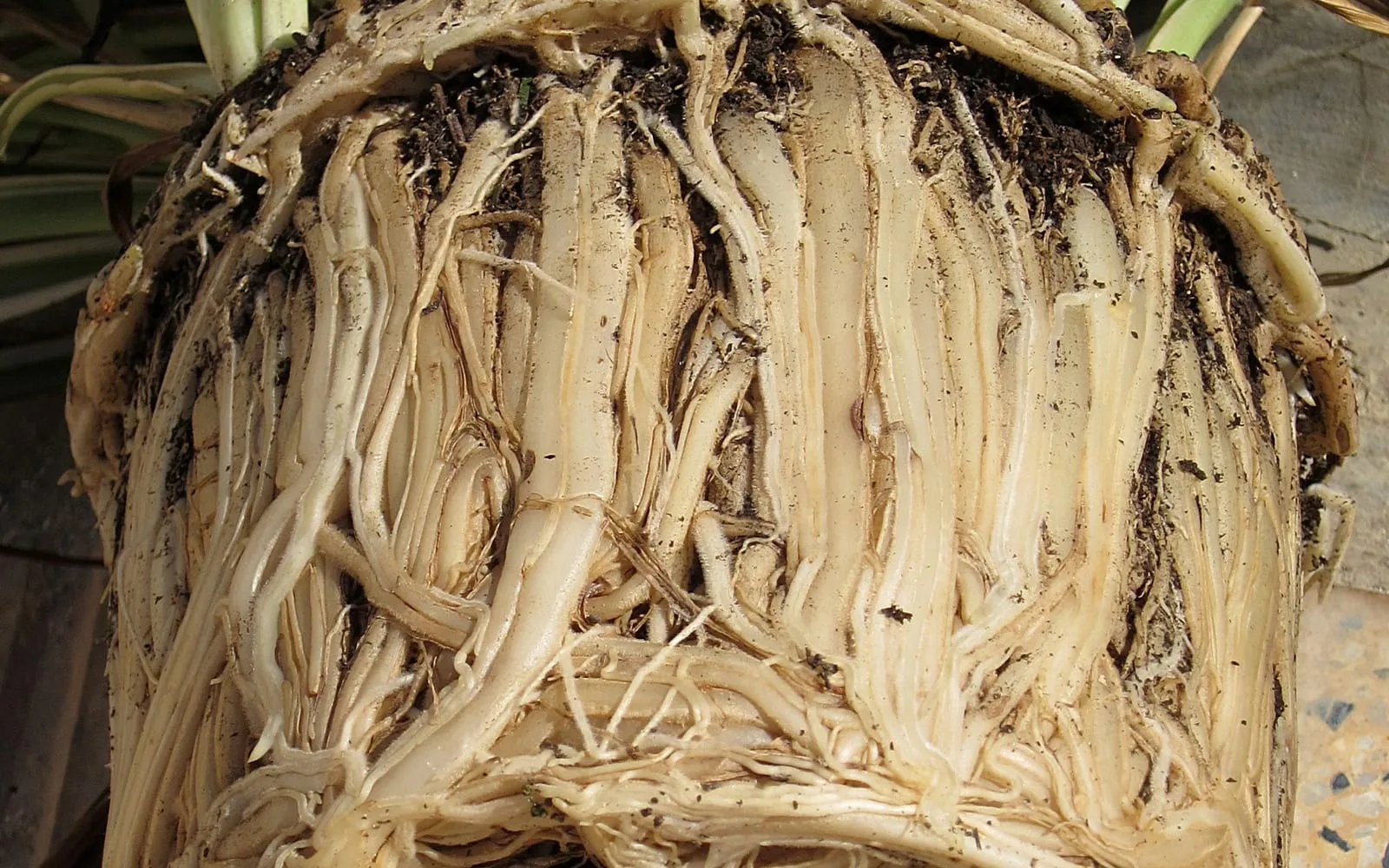 A spider plant lifted out of its pot, the rootball a solid mass of thick white roots circling the outside with almost no compost visible
