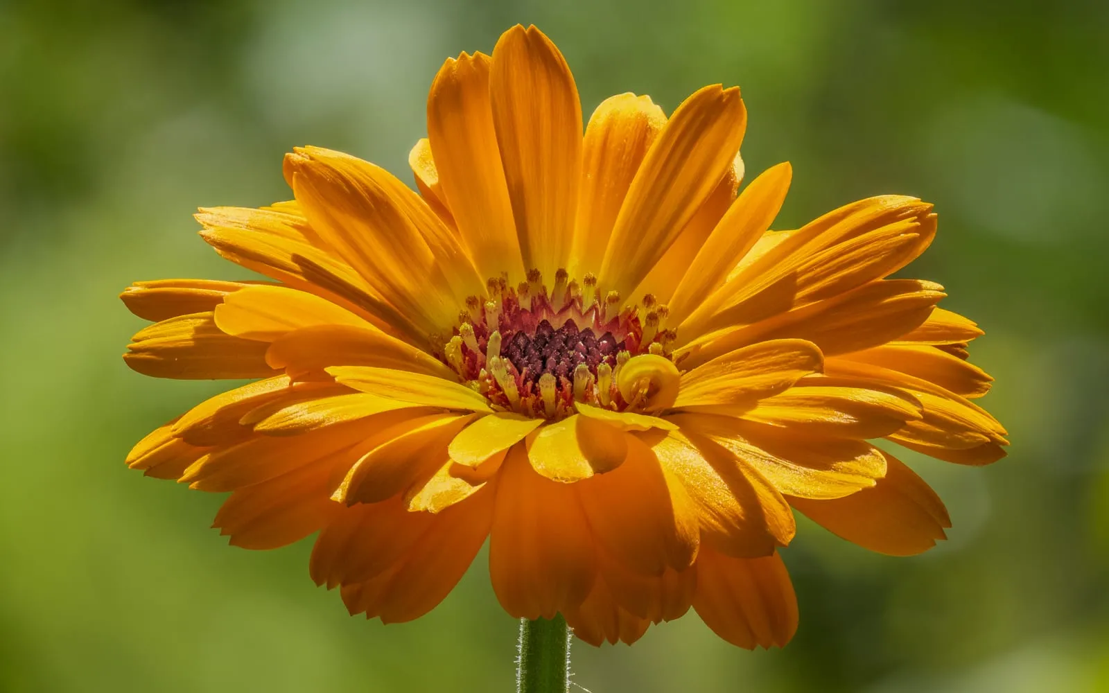 A single bright orange pot marigold flower with a dark central disc