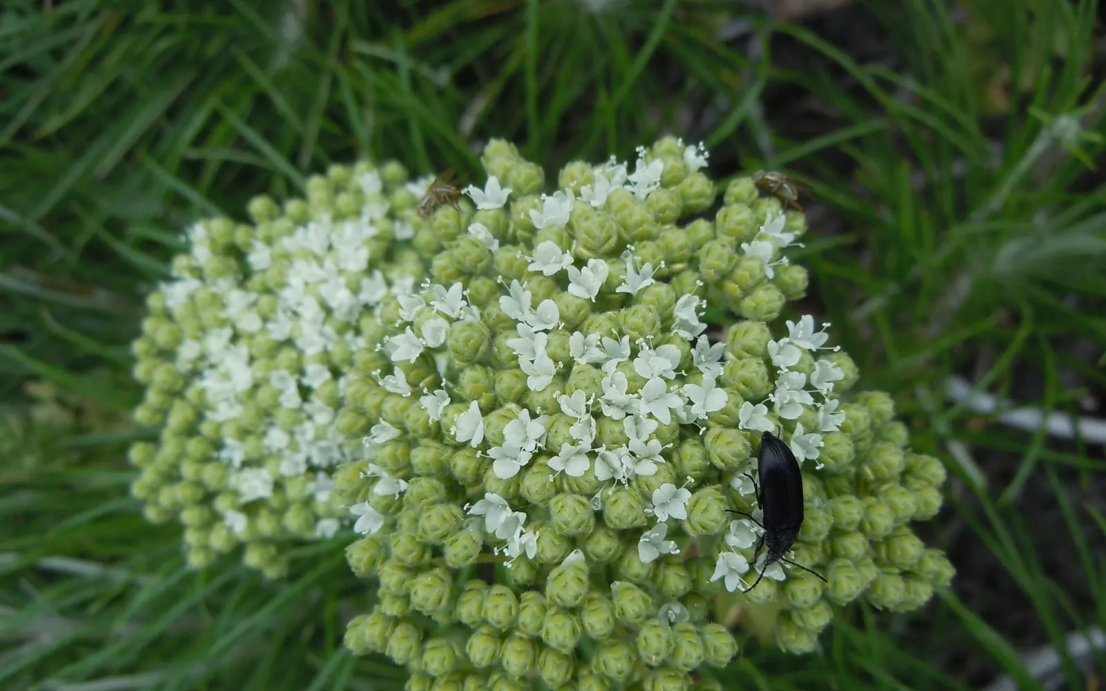 A flat-topped head of small white pot marjoram flowers among green bracts