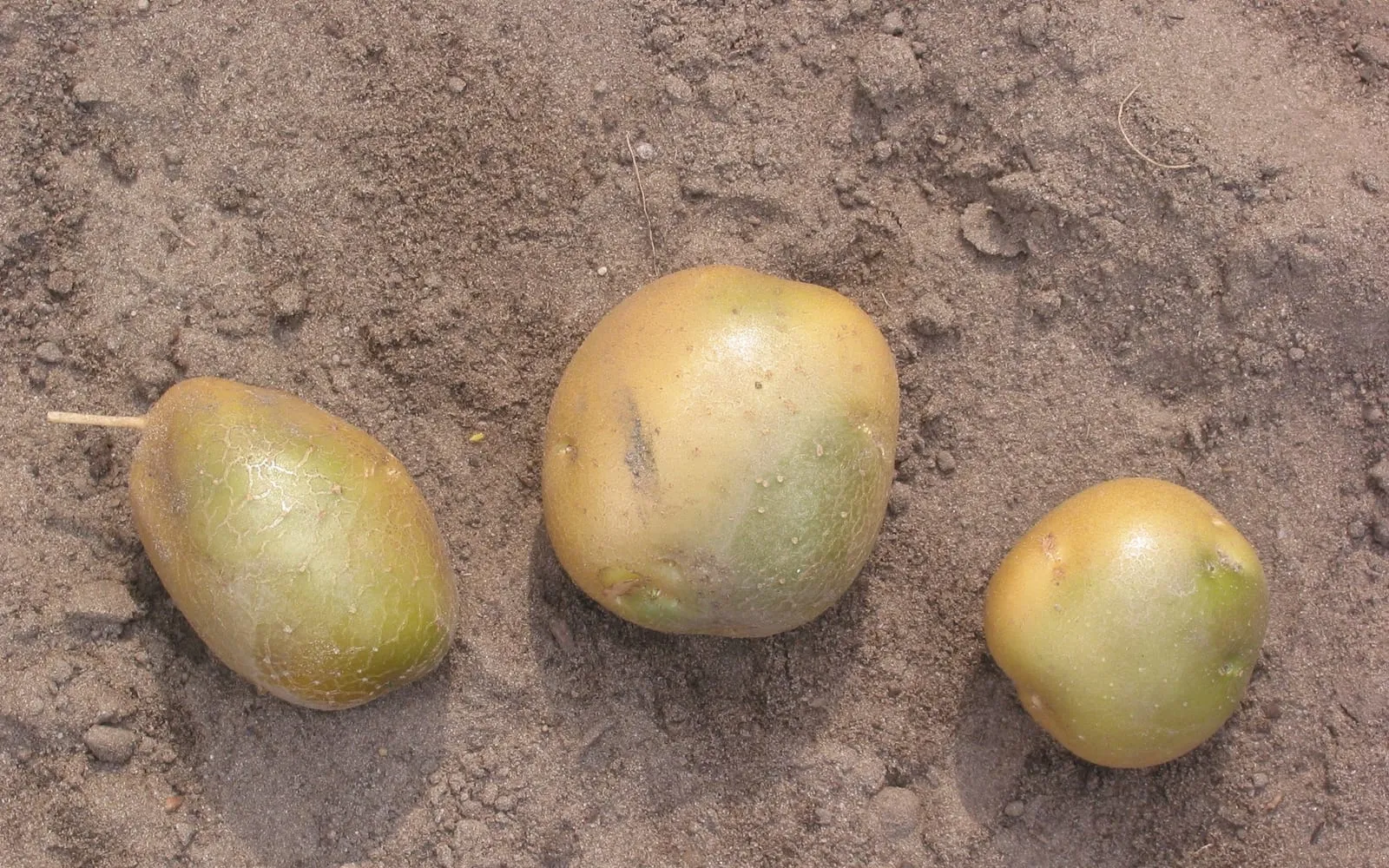 Three potato tubers lying on sandy soil, each buff-coloured on one side and clearly green over the other