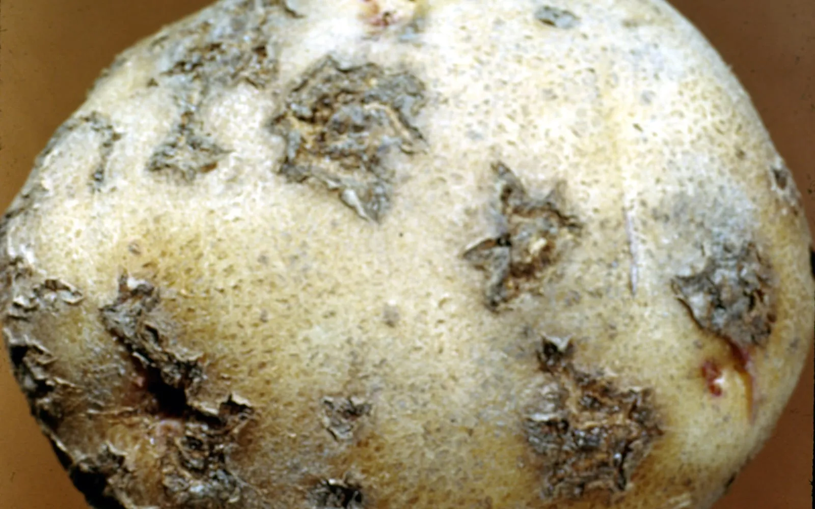 A pale potato tuber with several raised brown corky star-shaped scabs scattered over its surface