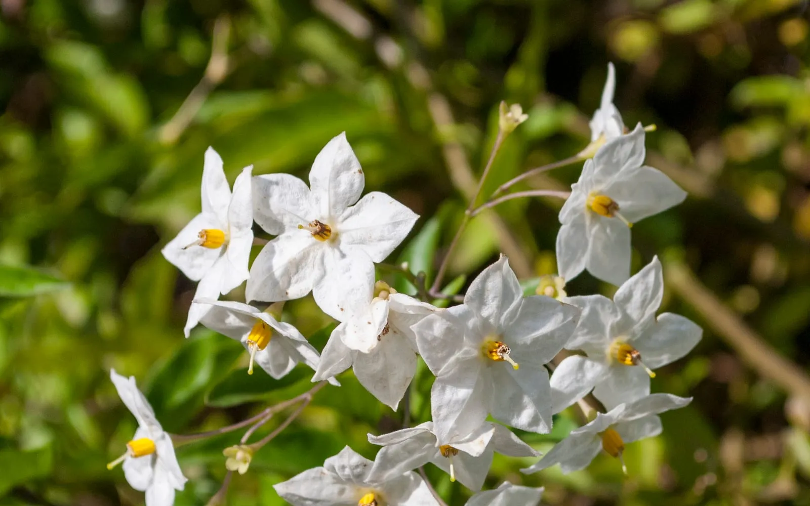 Clusters of white, star-shaped potato vine flowers with bright yellow anther clusters at the centre of each bloom