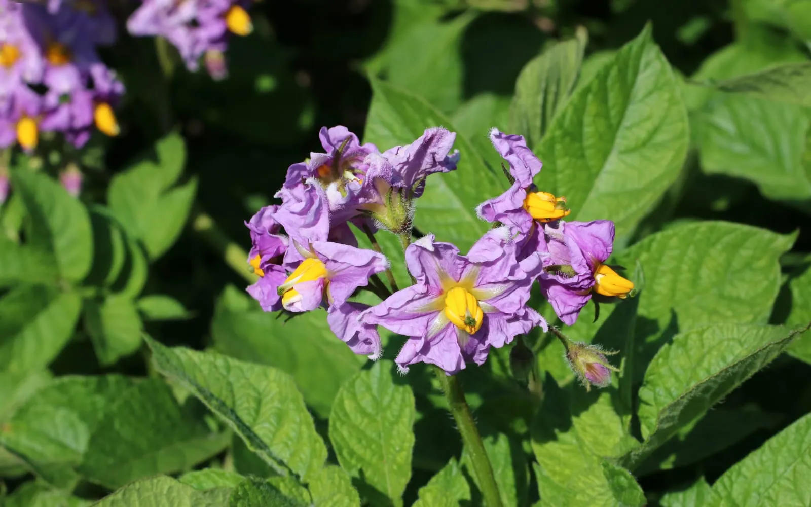 Potato plants in flower in a garden row, with pale purple flowers above dark green foliage