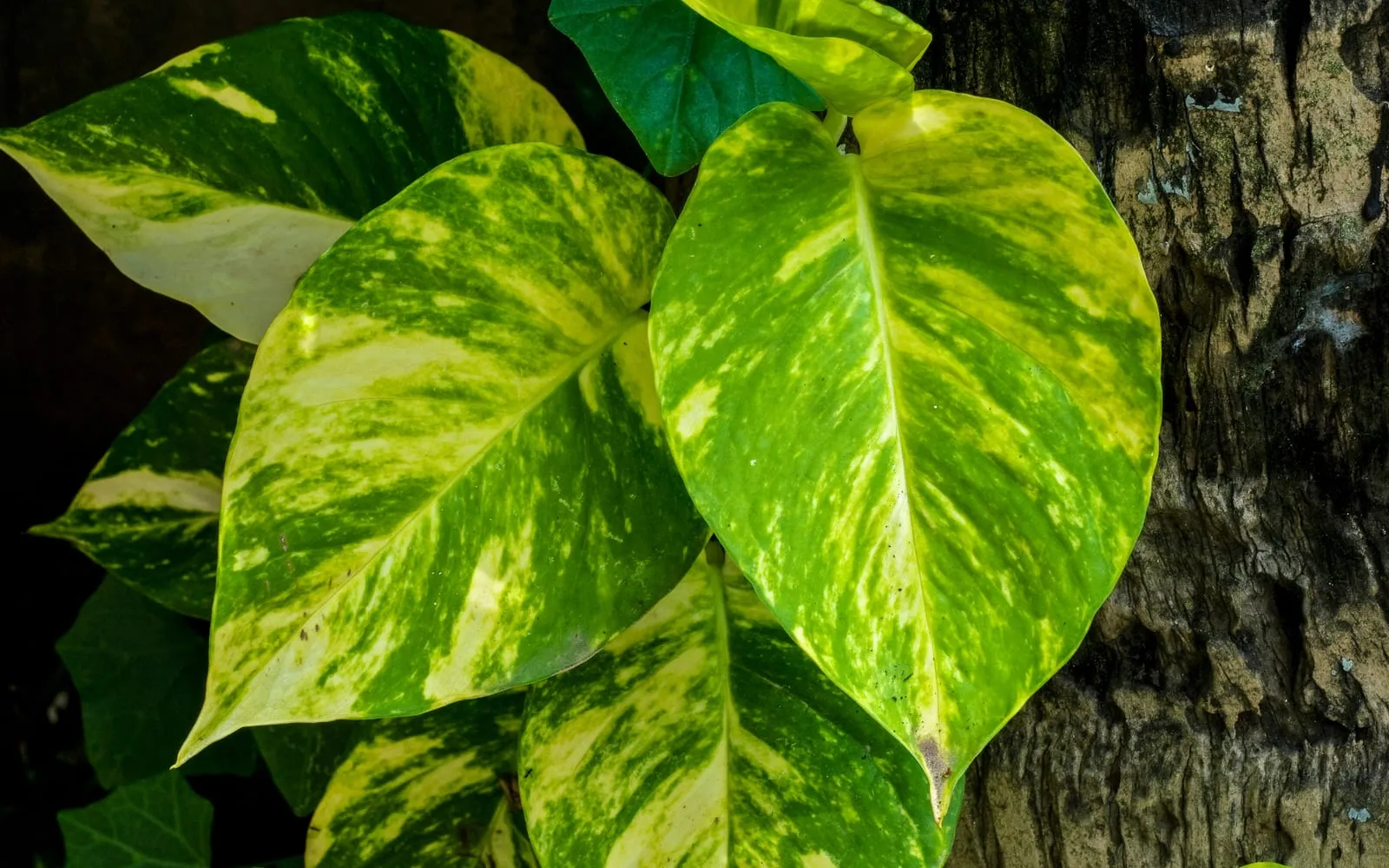 Pothos foliage with heart-shaped green leaves marbled in gold