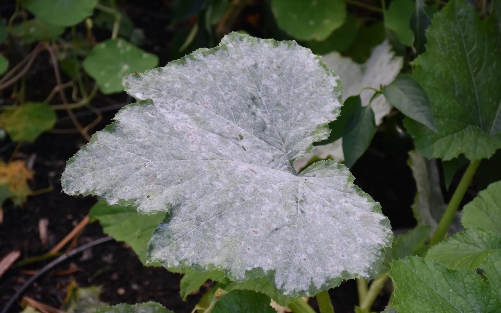 A large squash leaf almost entirely coated in white powdery growth, with green tissue showing only at the margins