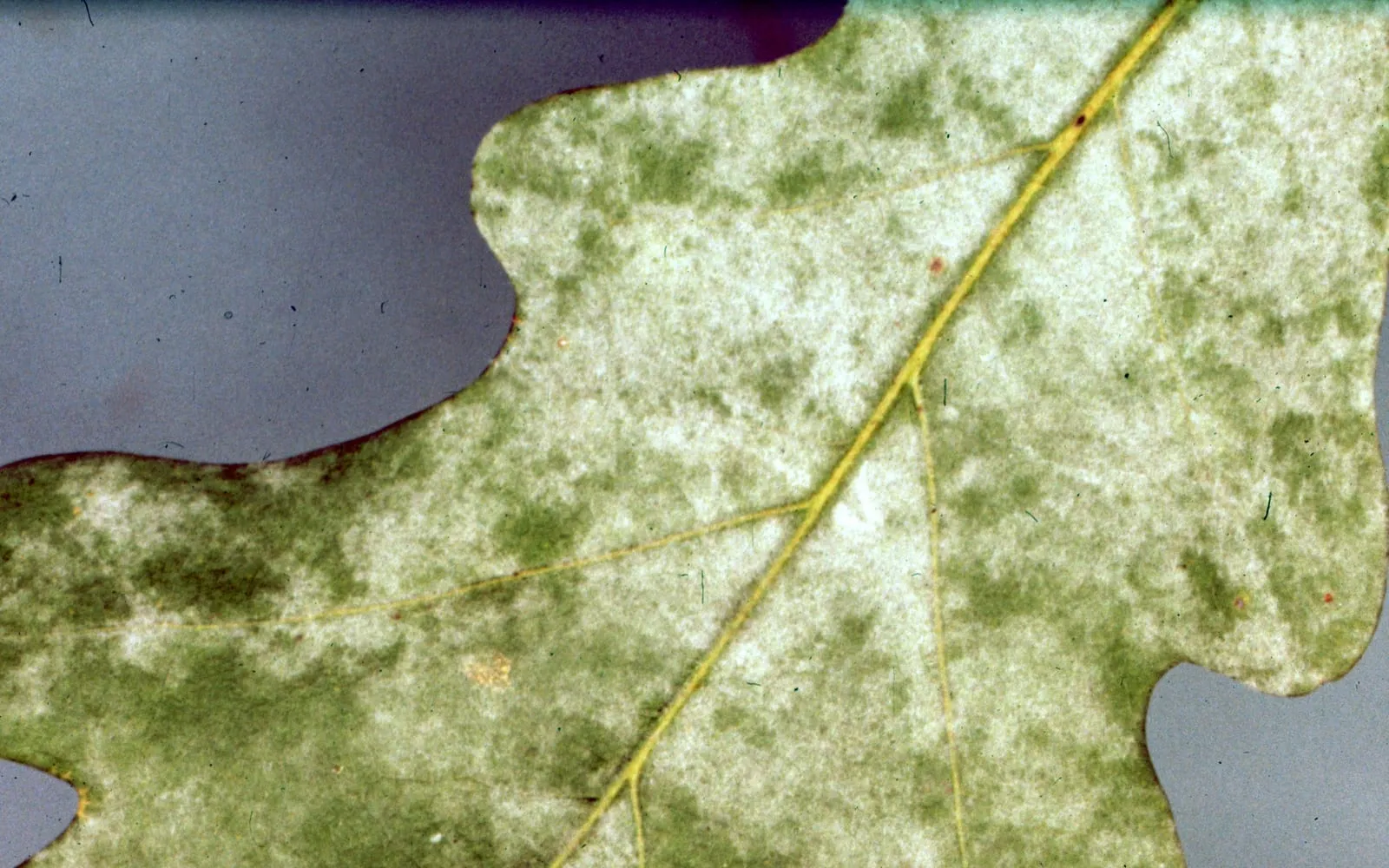 An oak leaf with a diffuse whitish film over most of its surface, green tissue showing through in patches