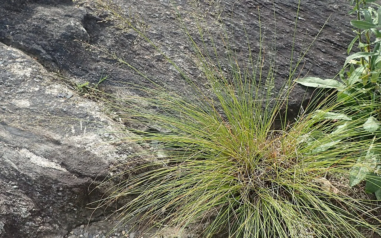 A single rounded, fountain-shaped tuft of fine prairie dropseed foliage growing among rock.