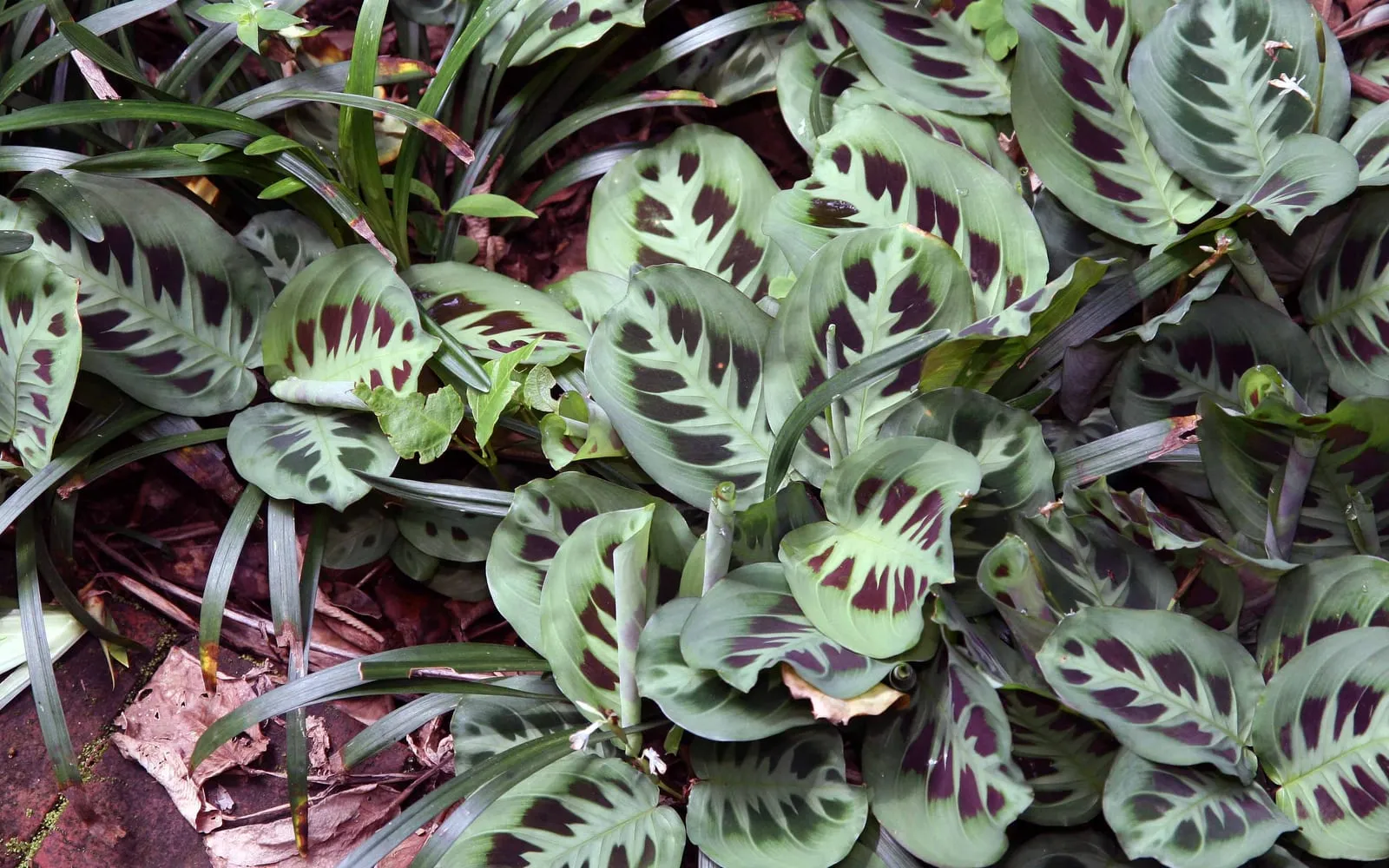 Prayer plant leaves patterned with dark maroon blotches either side of a pale green midrib