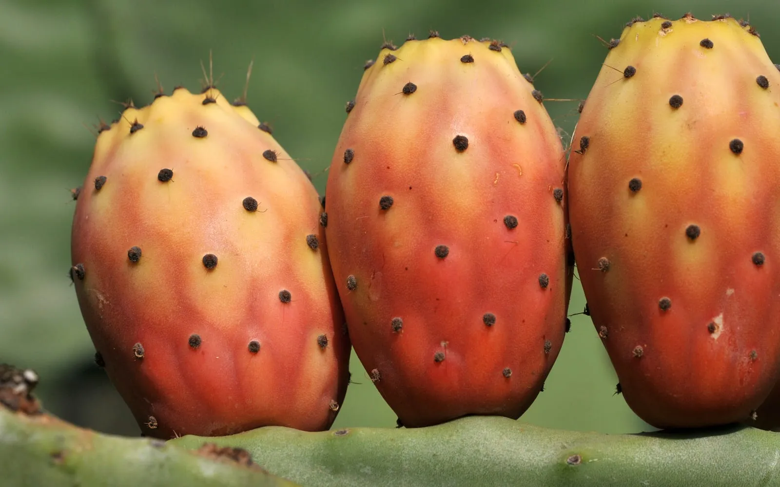 Three ripening prickly pear fruits, flushed red and yellow, sitting on the edge of a green pad